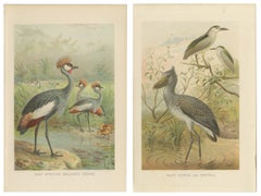 Antique Bird Prints Set Crane & Heron Tropical Birds Chromolithographs c.1895