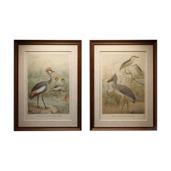 Antique Bird Prints Set Crane & Heron Tropical Birds Chromolithographs c.1895