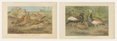 Antique Bird Prints Set of 2, Desert Species, Victorian Chromolithographs, 1895