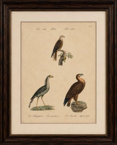 Antique Birds of Prey Lithograph by Karl Joseph Brodtmann, 1816