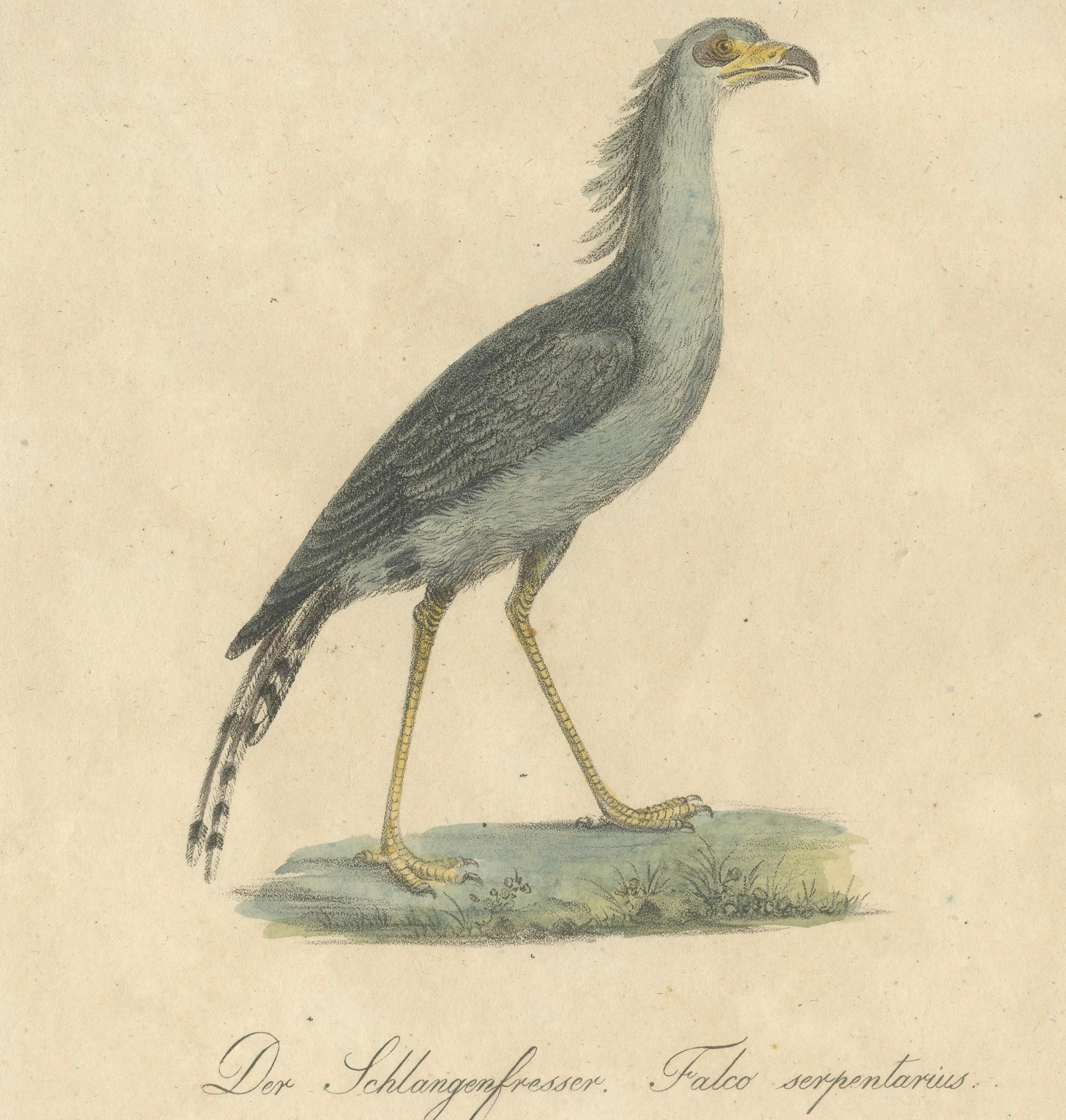 Antique Birds of Prey Lithograph by Karl Joseph Brodtmann, 1816