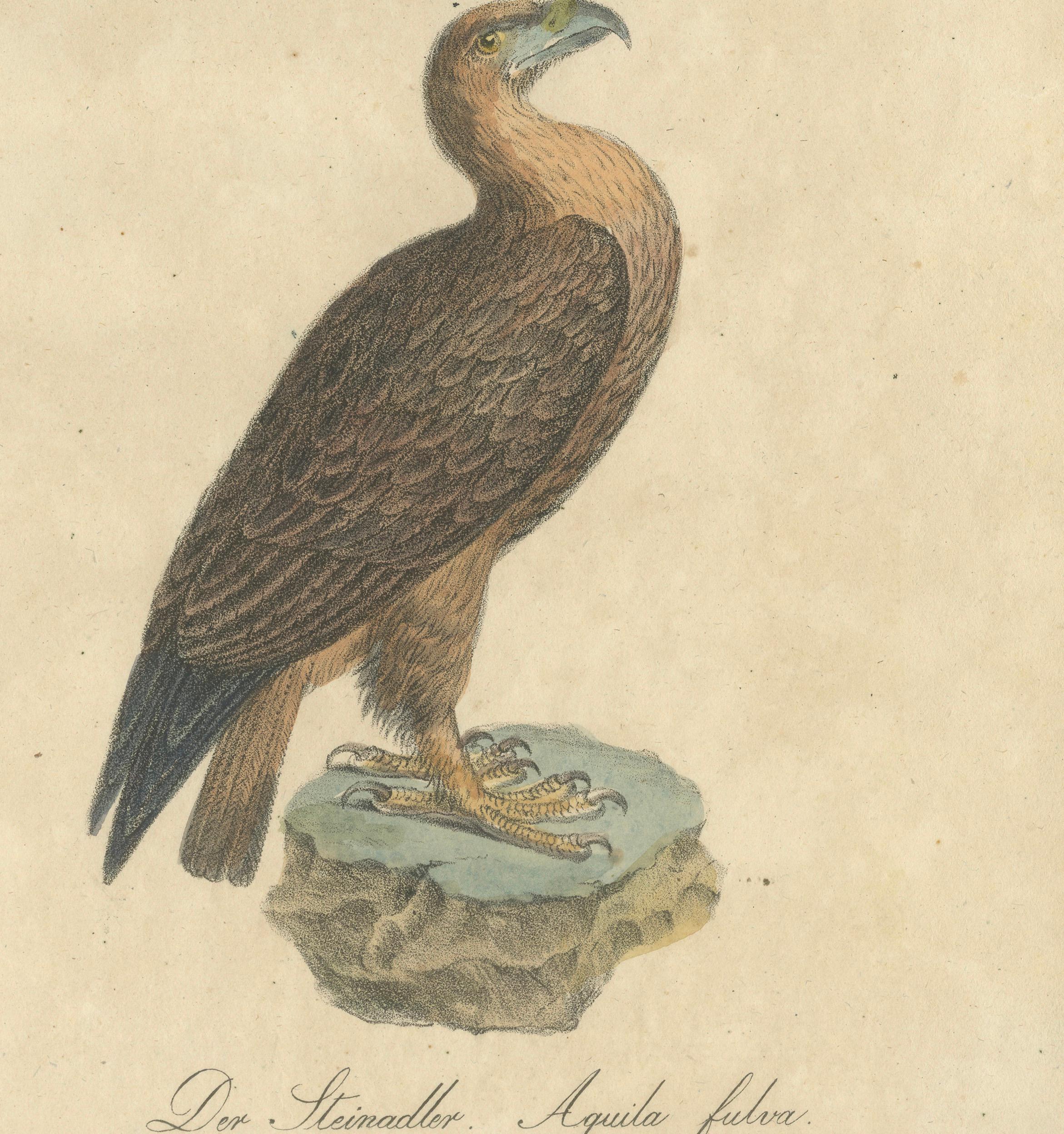 Antique Birds of Prey Lithograph by Karl Joseph Brodtmann, 1816