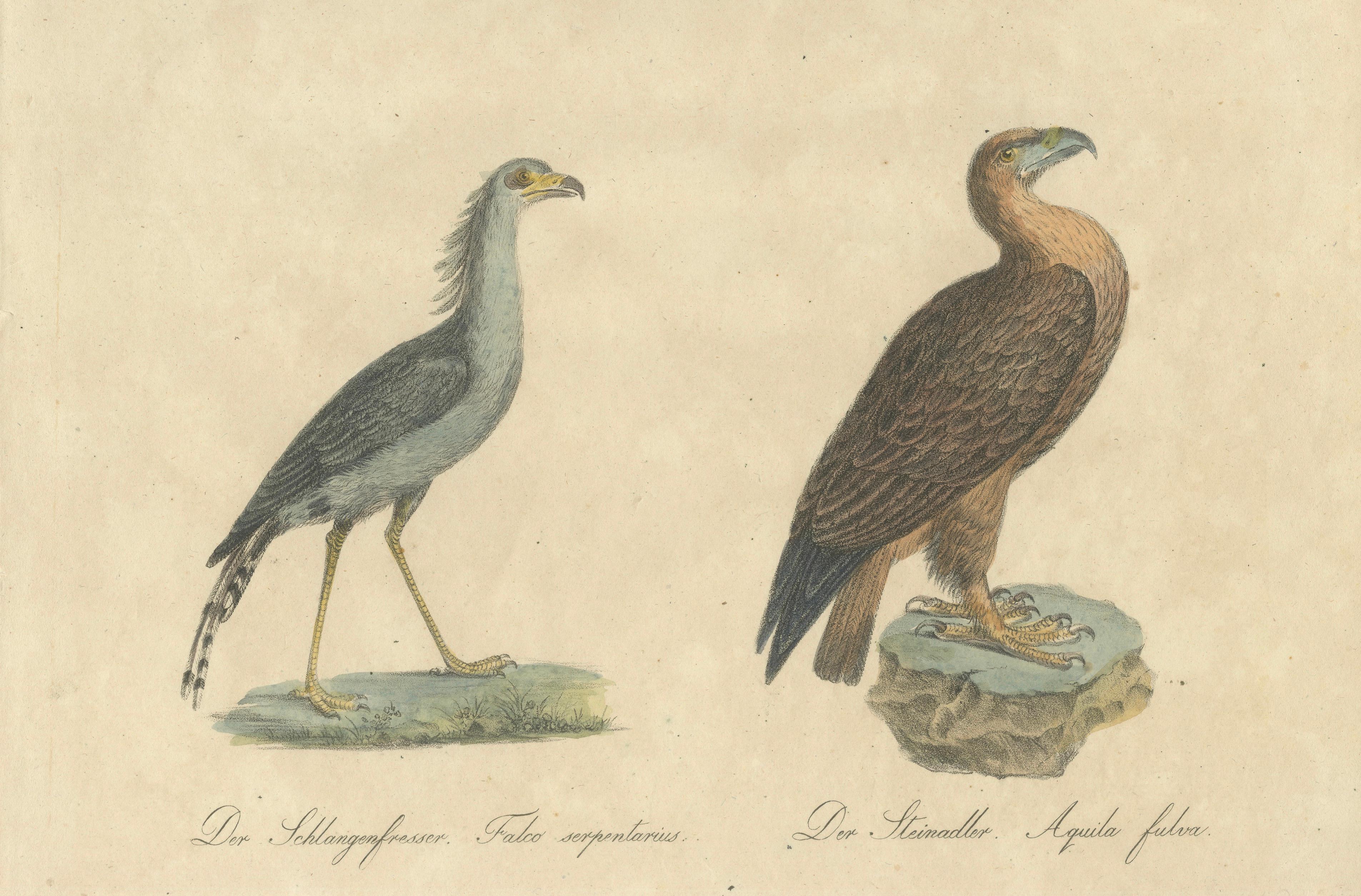 Antique Birds of Prey Lithograph by Karl Joseph Brodtmann, 1816