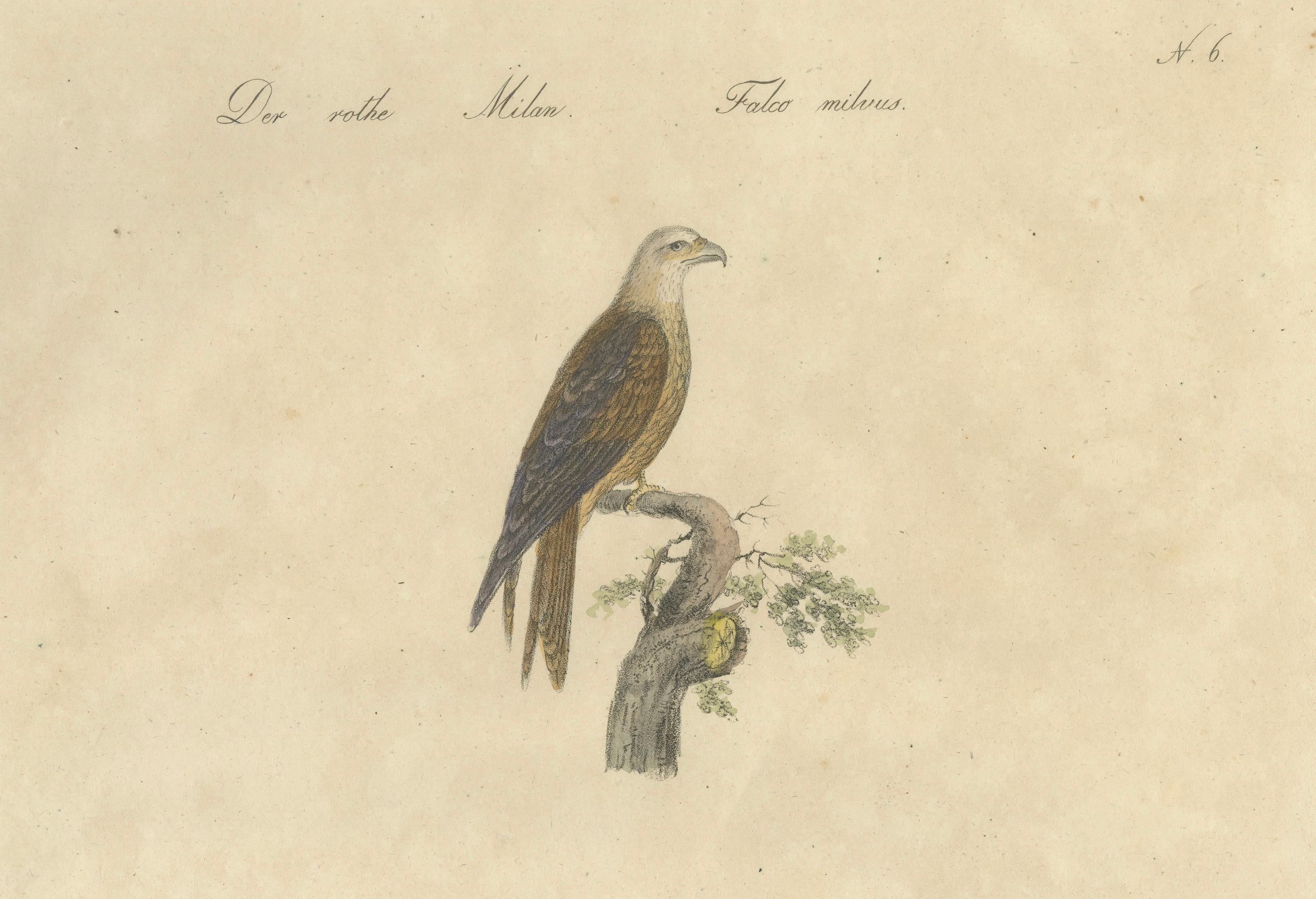 Antique Birds of Prey Lithograph by Karl Joseph Brodtmann, 1816
