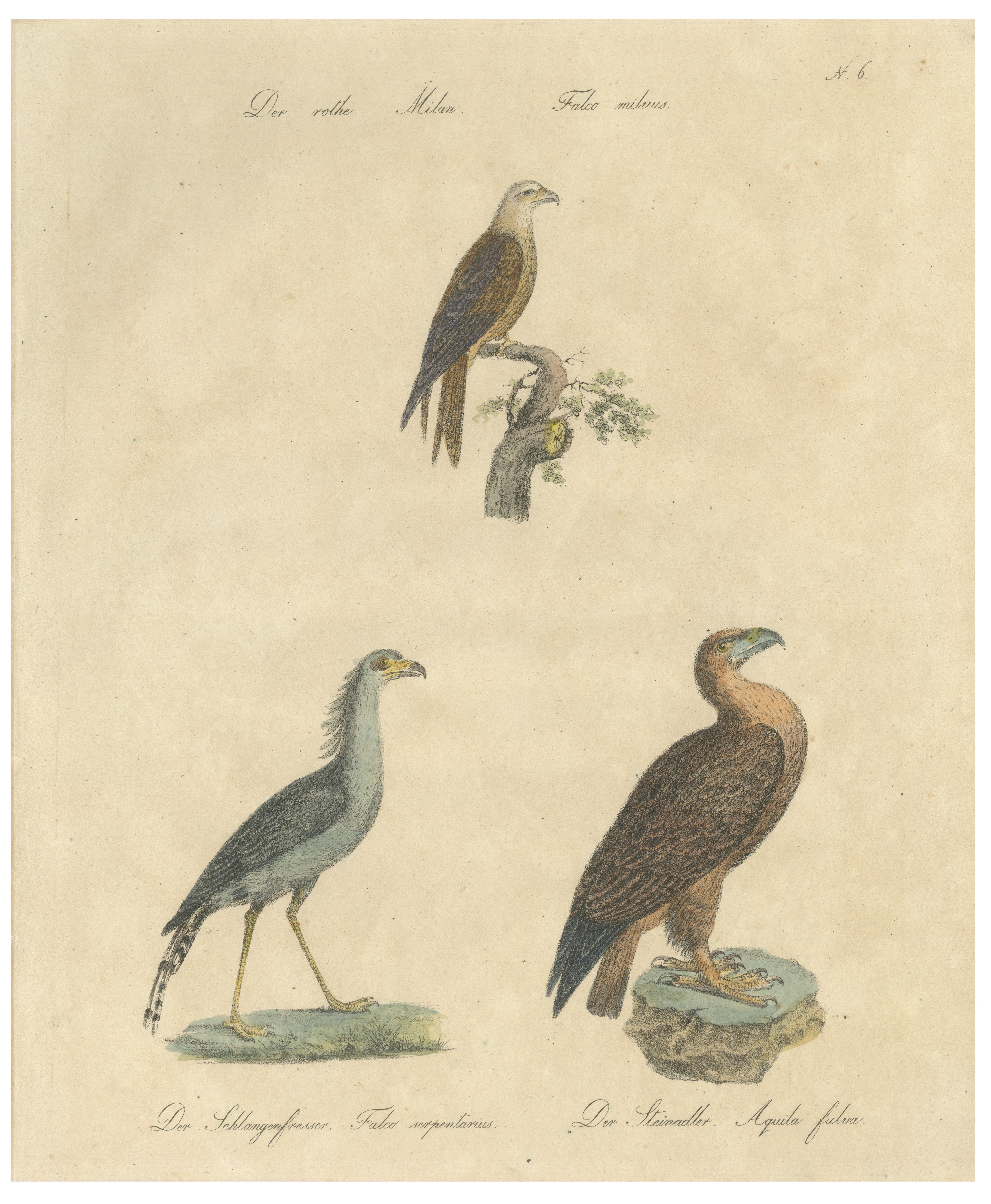 Antique Birds of Prey Lithograph by Karl Joseph Brodtmann, 1816