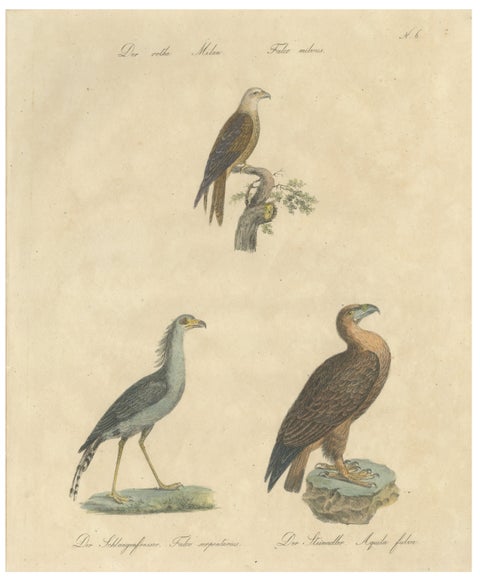 Antique Birds of Prey Lithograph by Karl Joseph Brodtmann, 1816
