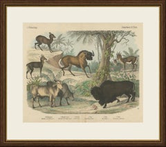 Antique Bison and Wildebeest Print with Zebu and Gazelle, Kolb, circa 1890