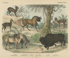 Antique Bison and Wildebeest Print with Zebu and Gazelle, Kolb, circa 1890