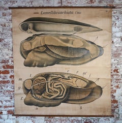 Antique Bivalve Mollusk Biology Chart