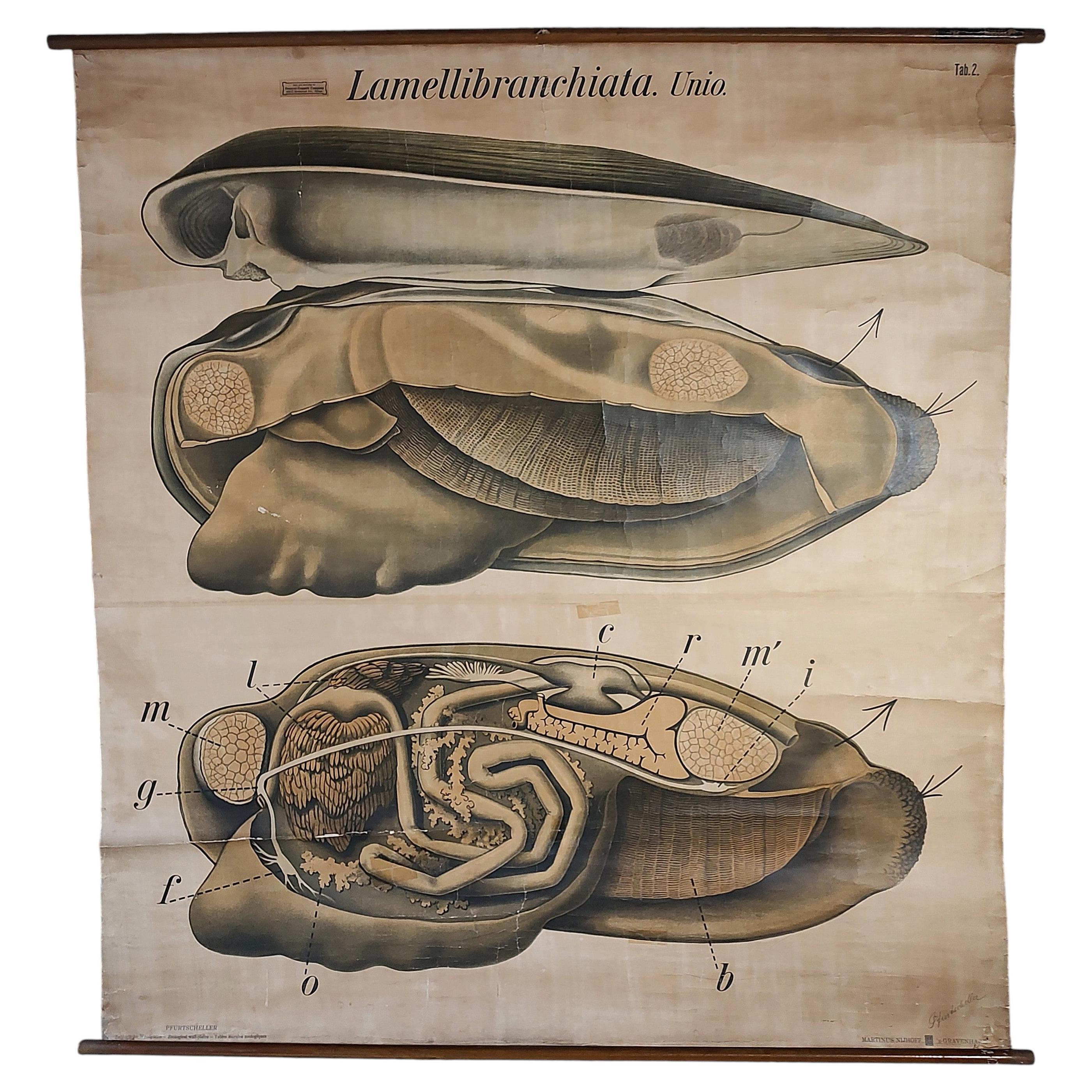 Antike Muschel Biologie Diagramm