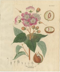 Antique Bixa Orellana Botanical Print, Copper Engraving, c.1831