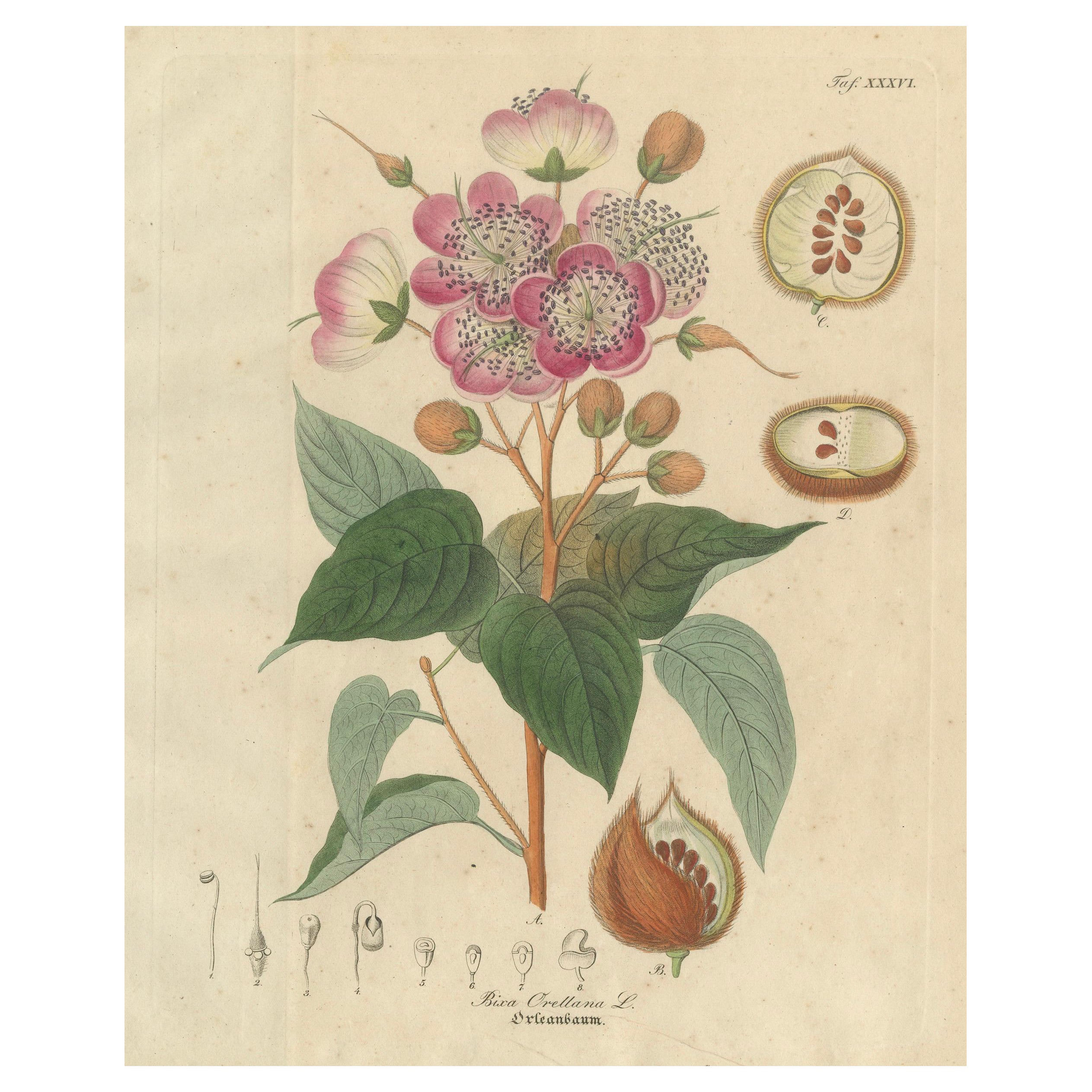 Antique Bixa Orellana Botanical Print, Copper Engraving, c.1831 For Sale
