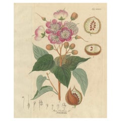 Antique Bixa Orellana Botanical Print, Copper Engraving, c.1831