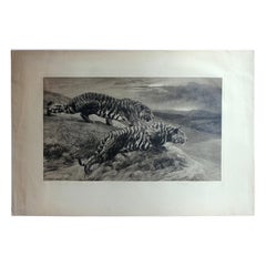 Antique Black and White Etching with Tigers by Herbert Dicksee, the Destroyers