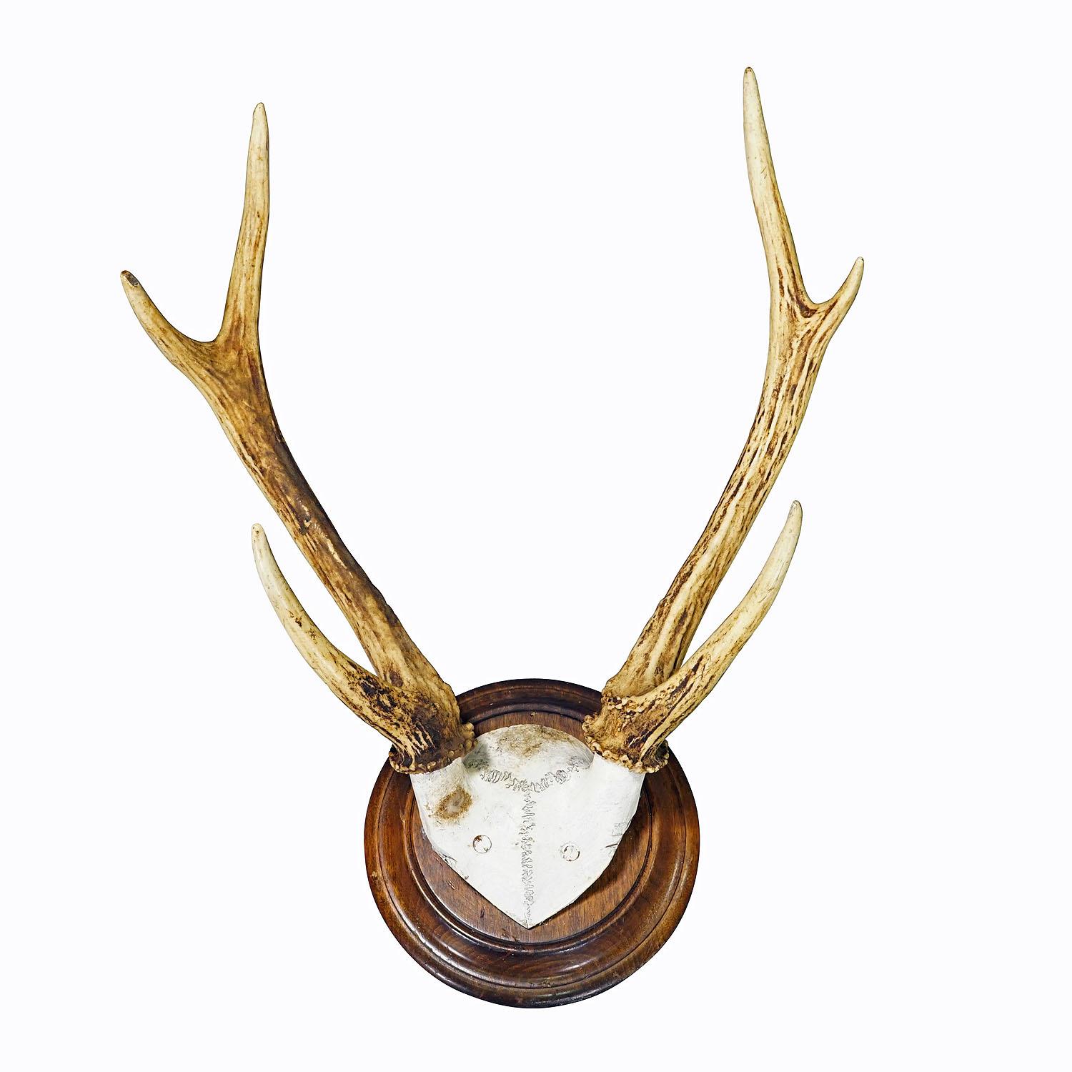 Antique Black Forest 6 Pointer Deer Trophy on Wooden Plaque ca. 1900s
Item e7341
A large 6-pointer sika deer trophy (Cervus nippon) from the Black Forest, hunted in Germany around 1900. The large antlers are mounted on a turned wall panel with brown
