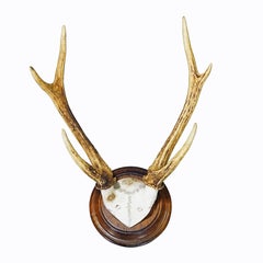 Antique Black Forest 6 Pointer Deer Trophy on Wooden Plaque ca. 1900s