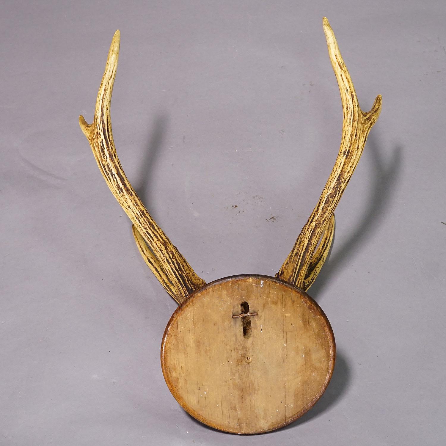 Carved Antique Black Forest 6 Pointer Deer Trophy on Wooden Plaque ca. 1900s
