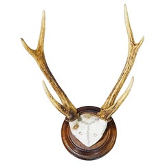 Antique Black Forest 6 Pointer Deer Trophy on Wooden Plaque ca. 1900s