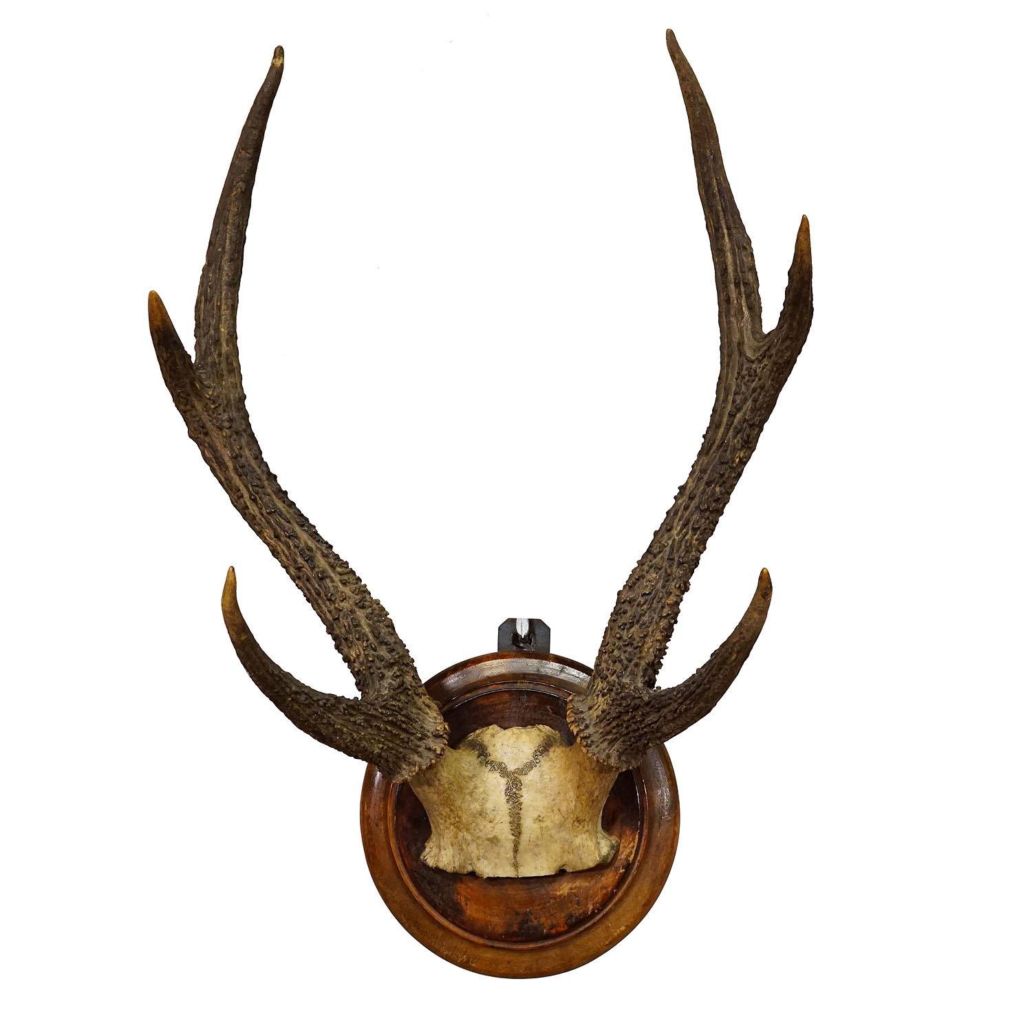 Antique Black Forest 6 Pointer Sika Deer Trophy on Wooden Plaque ca. 1900s

A great 6 pointer sika deer (Cervus nippon) trophy from the Black Forest shot in Germany around 1900. The large antlers are mounted on a turned wall plaque with brown