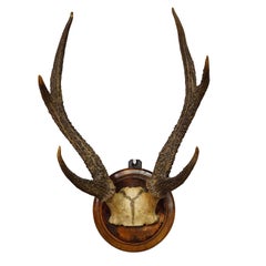 Antique Black Forest 6 Pointer Sika Deer Trophy on Wooden Plaque ca. 1900s