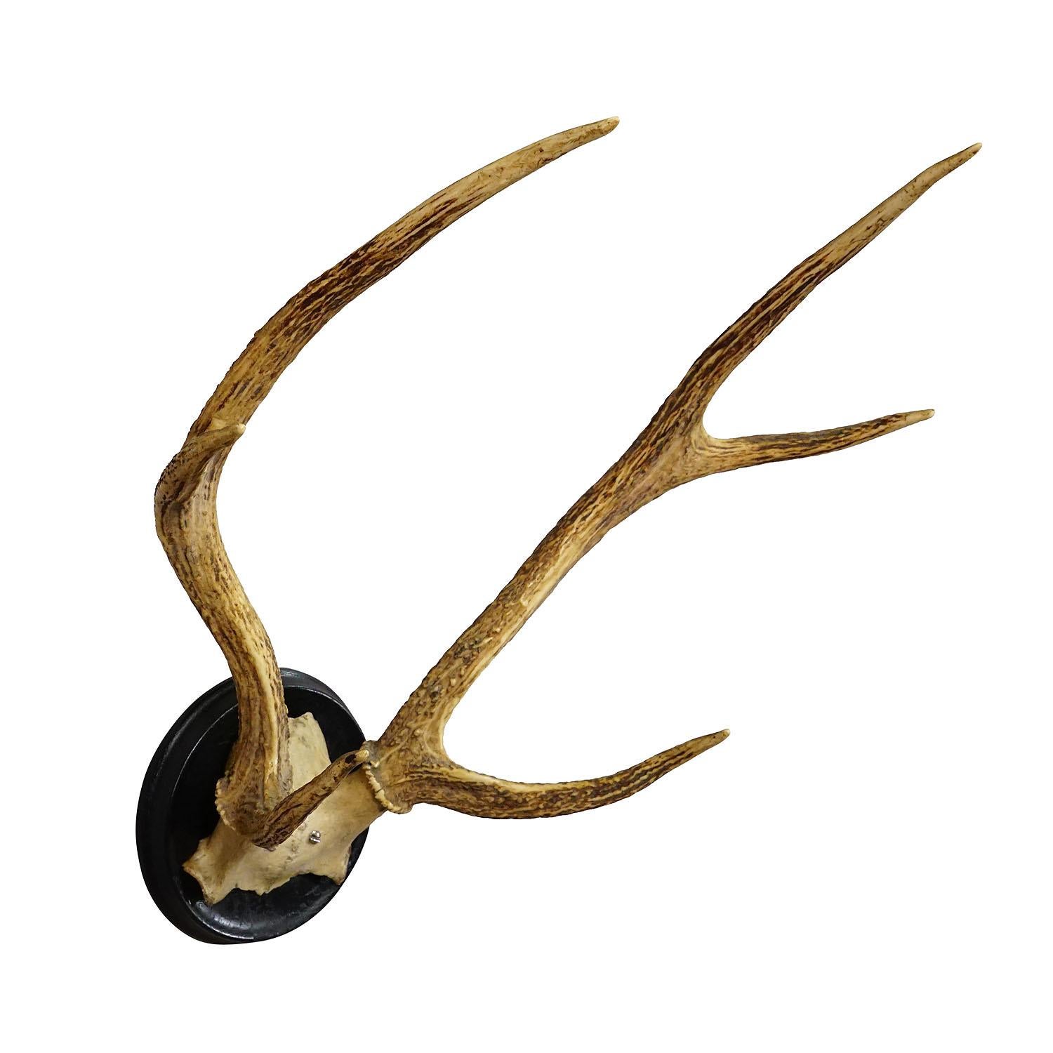 Antique Black Forest 6 Pointer Sika Deer Trophy on Wooden Plaque ca. 1900s

A great antique sika deer (Cervus nippon) trophy from the Black Forest shot in Germany around 1900. The large antlers are mounted on a turned wall plaque with black