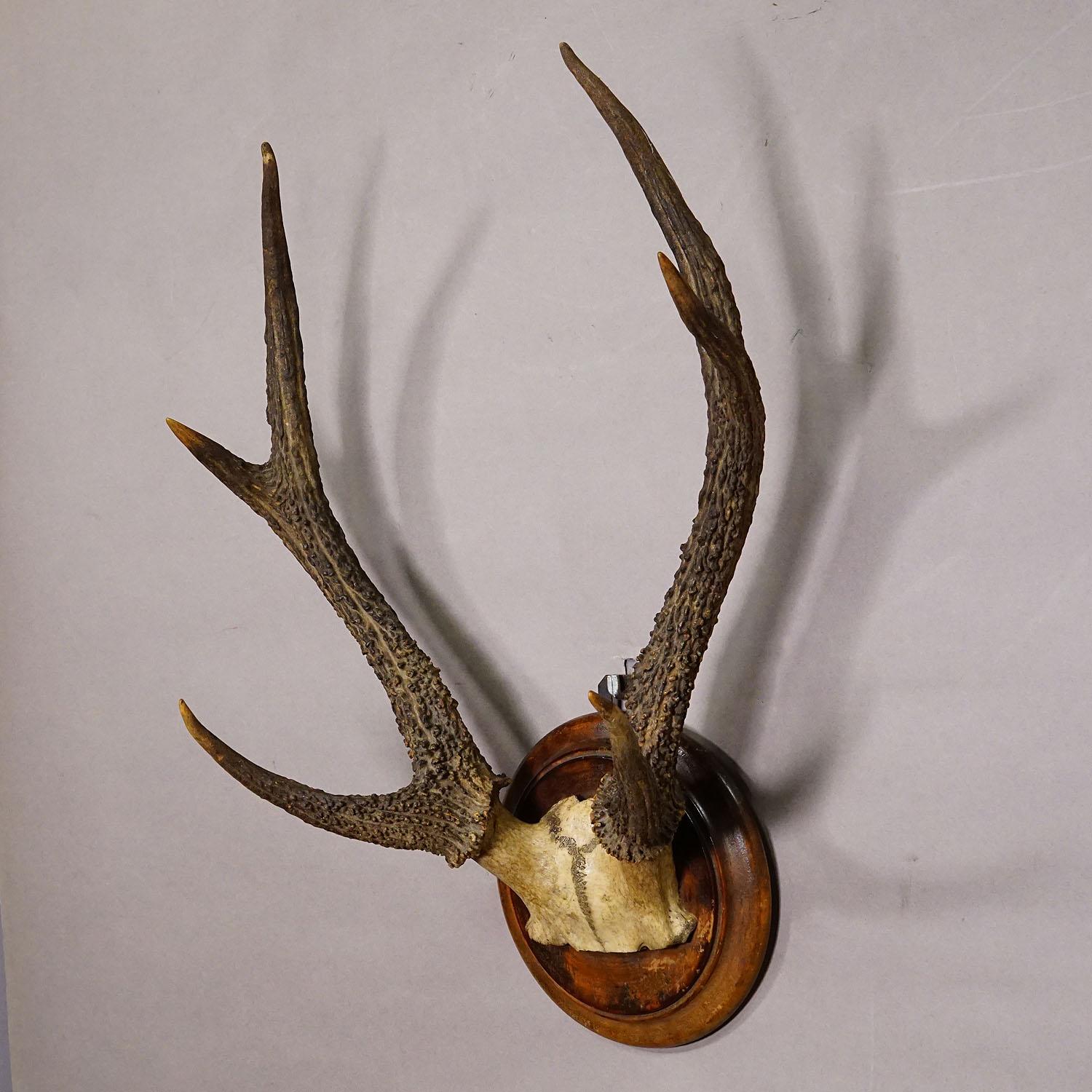 German Antique Black Forest 6 Pointer Sika Deer Trophy on Wooden Plaque ca. 1900s For Sale