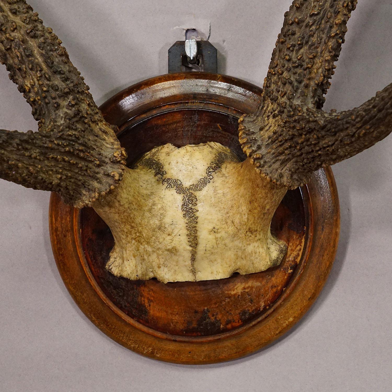 Trophée ancien de 6 cerfs Sika de la Forêt Noire sur plaque de bois ca. 1900s Bon état - En vente à Berghuelen, DE