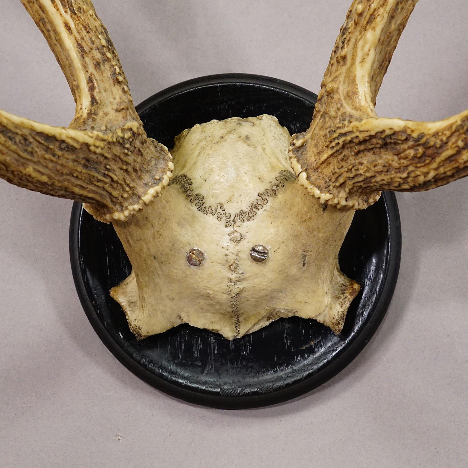 Trophée ancien de 6 cerfs Sika de la Forêt Noire sur plaque de bois ca. 1900s Bon état - En vente à Berghuelen, DE