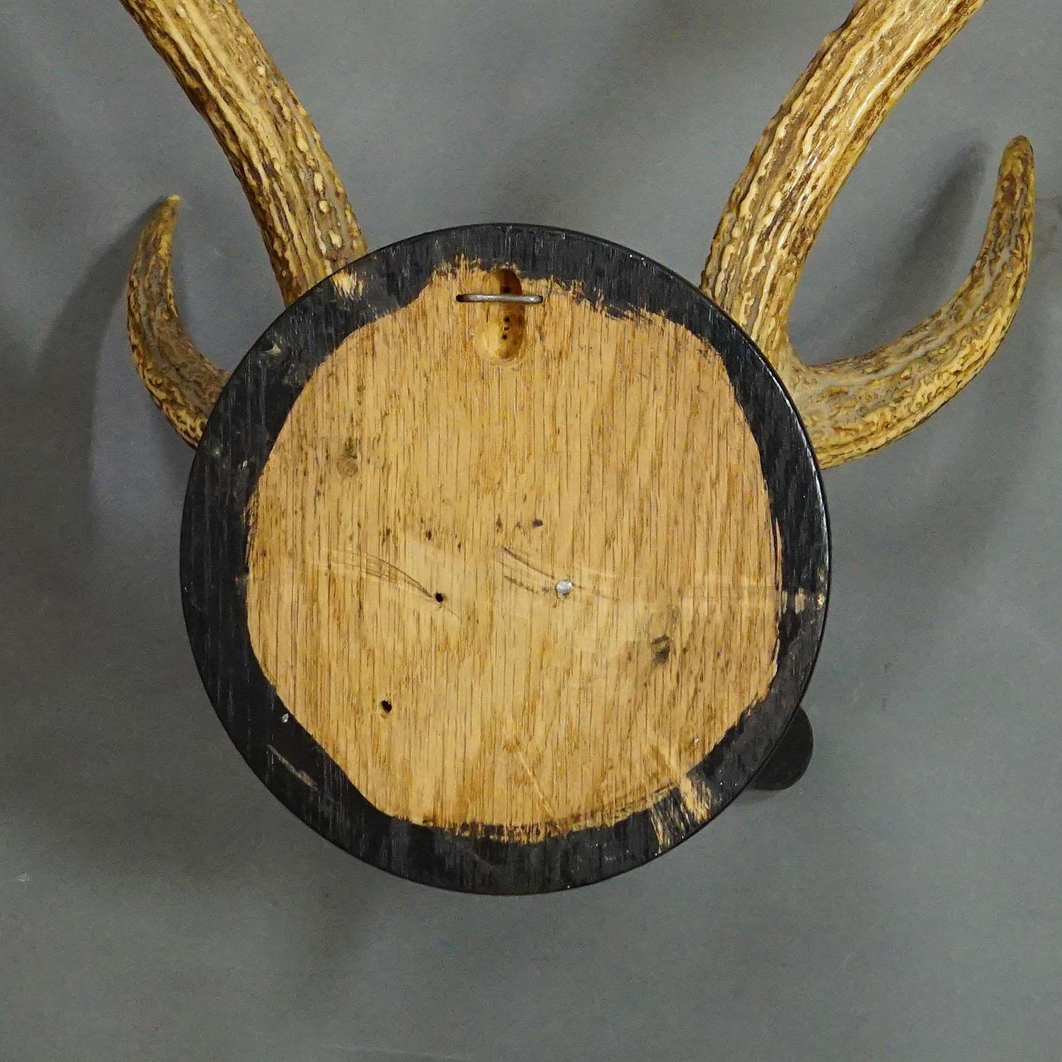 20ième siècle Trophée ancien de 6 cerfs Sika de la Forêt Noire sur plaque de bois ca. 1900s en vente