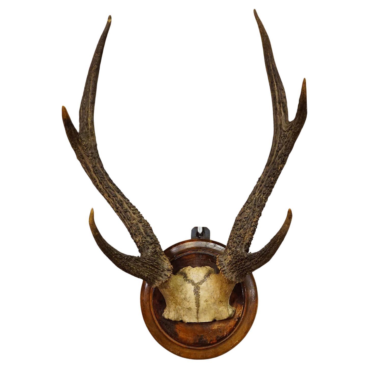 Trophée ancien de 6 cerfs Sika de la Forêt Noire sur plaque de bois ca. 1900s en vente