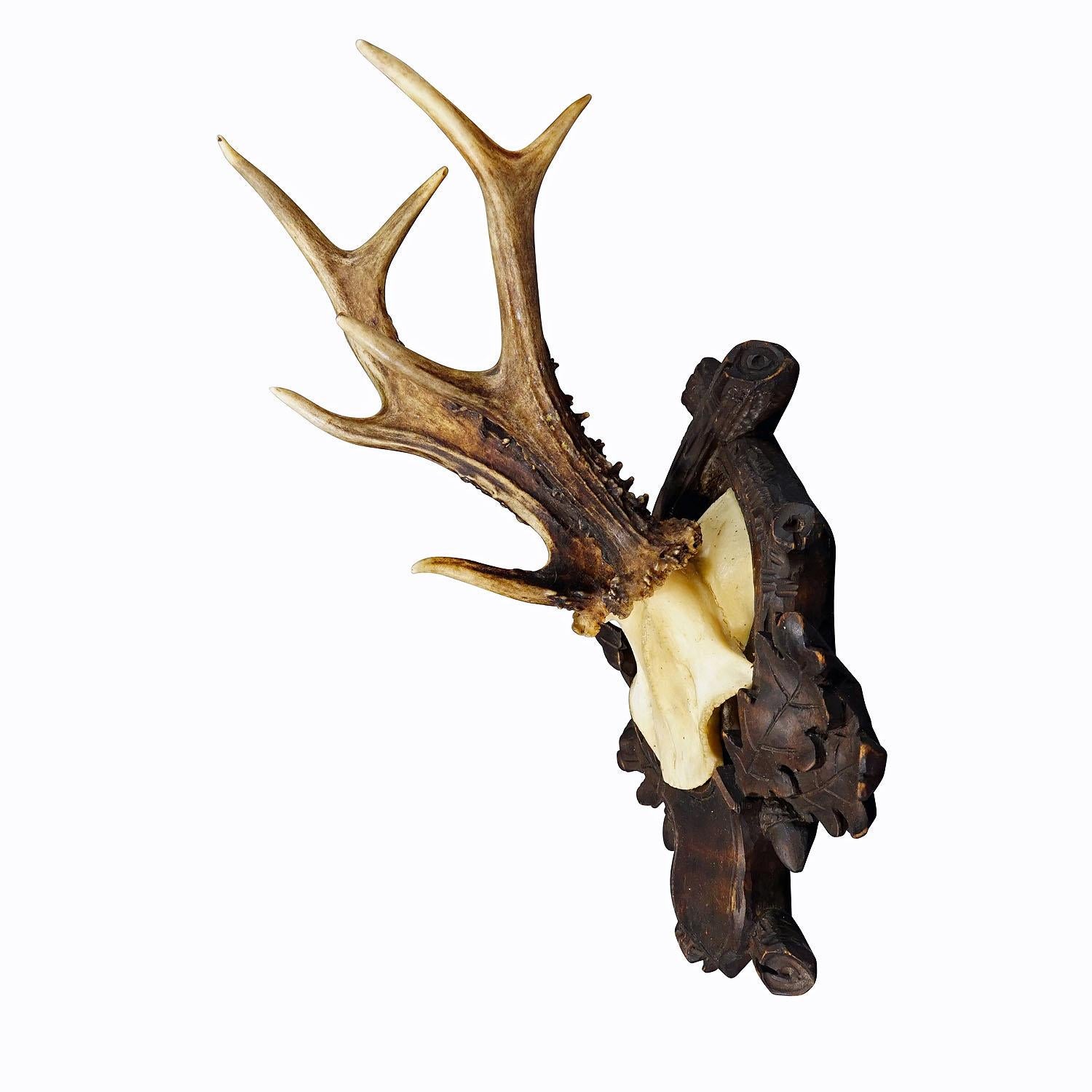 Antique Black Forest Abnorm Roe Deer Trophy on Carved Plaque
Item e7329
A large abnorme roe deer (Capreolus capreolus) trophy on a wooden carved and stained plaque. The trophy was shot in Bavaria in the early 20th century. A great fit to your rustic