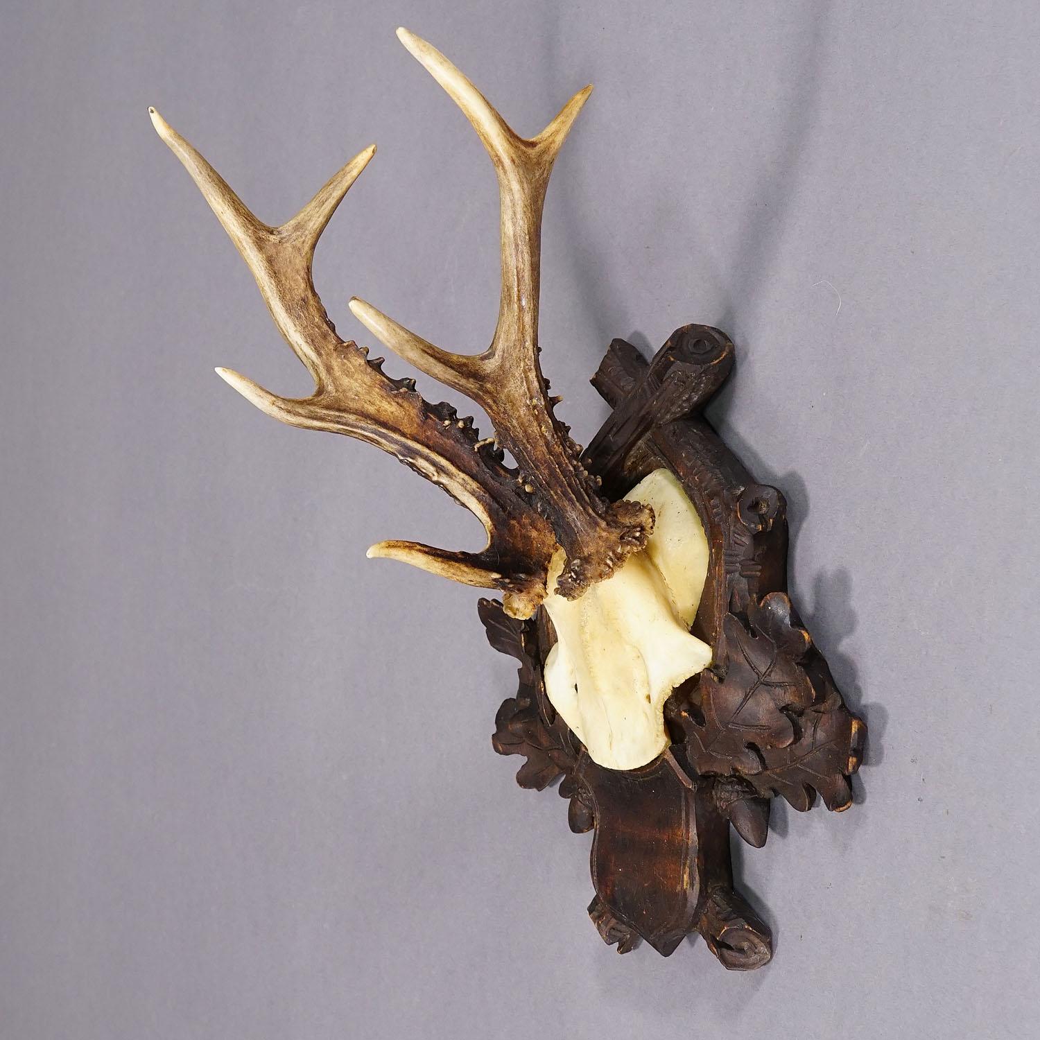 German Antique Black Forest Abnorm Roe Deer Trophy on Carved Plaque