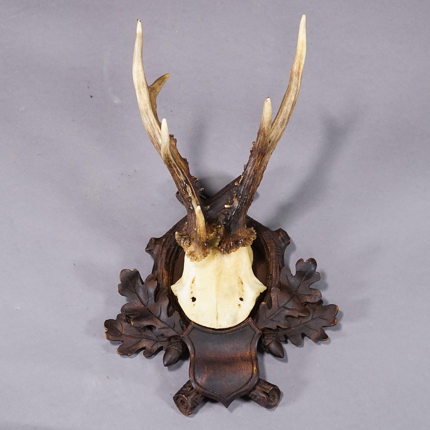 Antique Black Forest Abnorm Roe Deer Trophy on Carved Plaque In Good Condition In Berghuelen, DE
