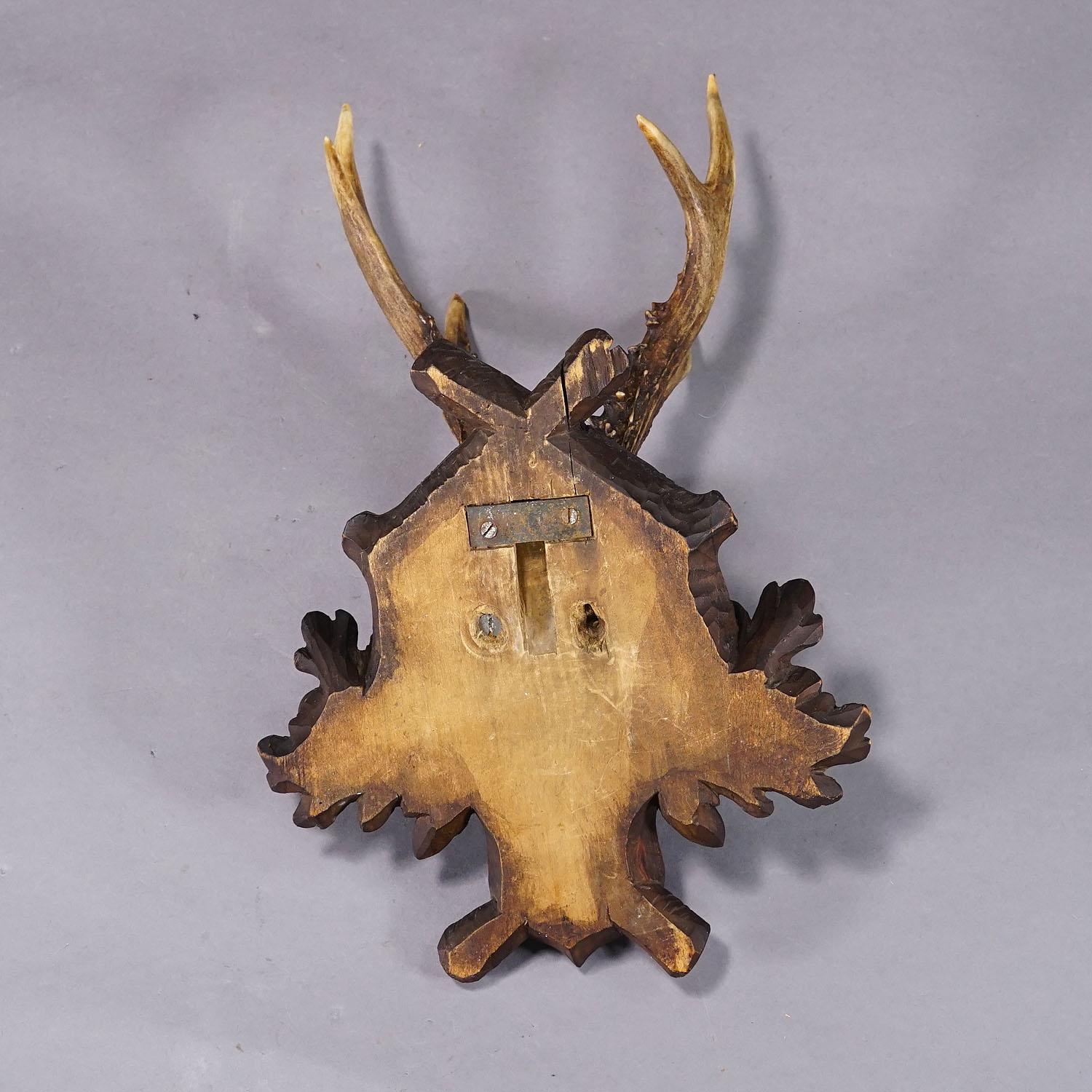 20th Century Antique Black Forest Abnorm Roe Deer Trophy on Carved Plaque