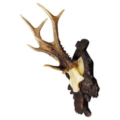 Antique Black Forest Abnorm Roe Deer Trophy on Carved Plaque