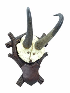 Antique Black Forest Chamois Antler Trophy on Wood Carved Plaque, German, 1890s