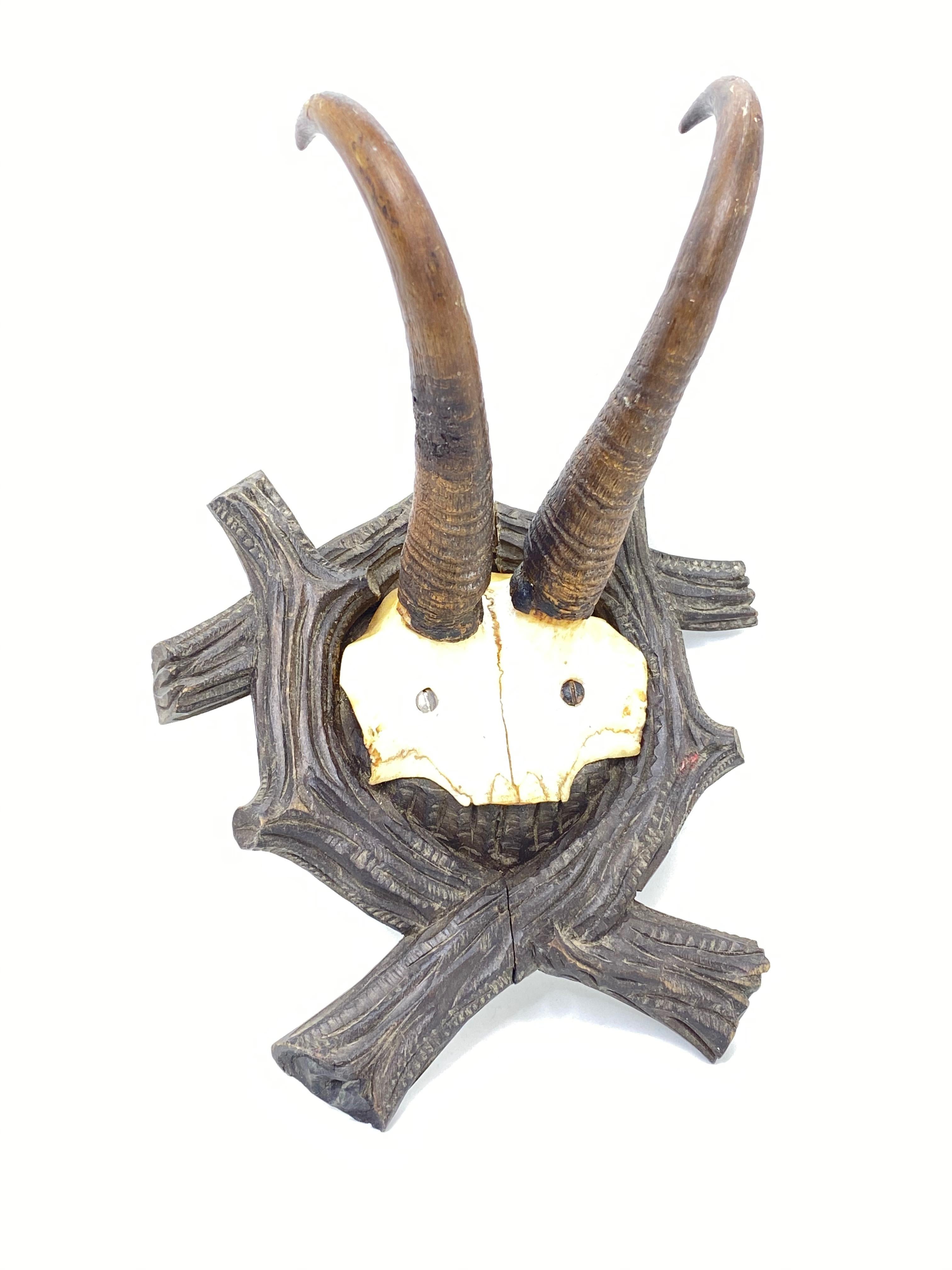 A beautiful antique Black Forest Chamois antler trophy on hand carved, Black Forest wooden plaque. A nice addition to your hunters loge or just to display it in your house.