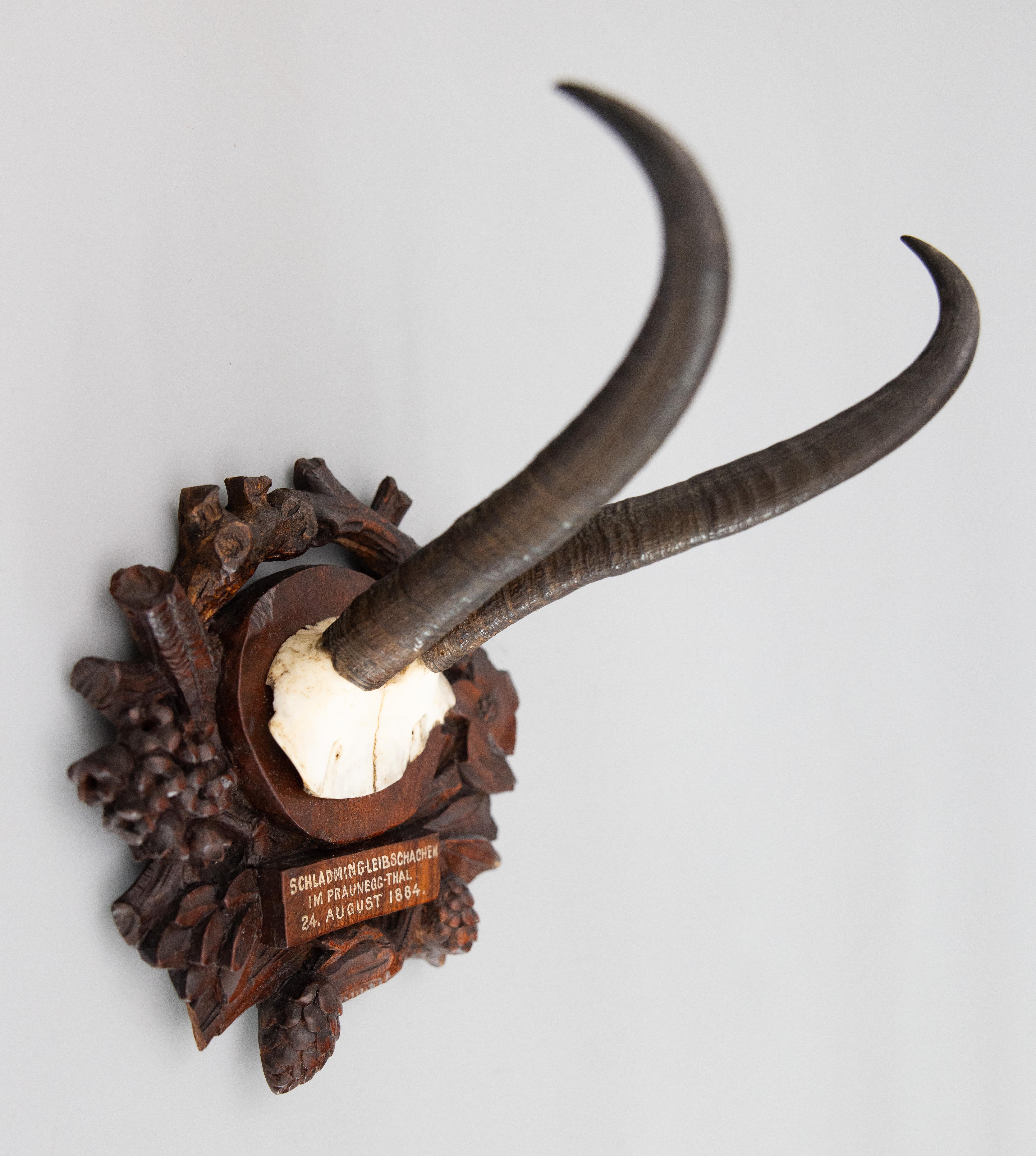 A fine antique chamois antler horns hunting trophy on a hand carved Black Forest plaque, dated 1884. The plaque was found in an old hunting lodge in Germany and is hand carved with oak leaves, pine cones, flowers, and branches. It's perfect for a