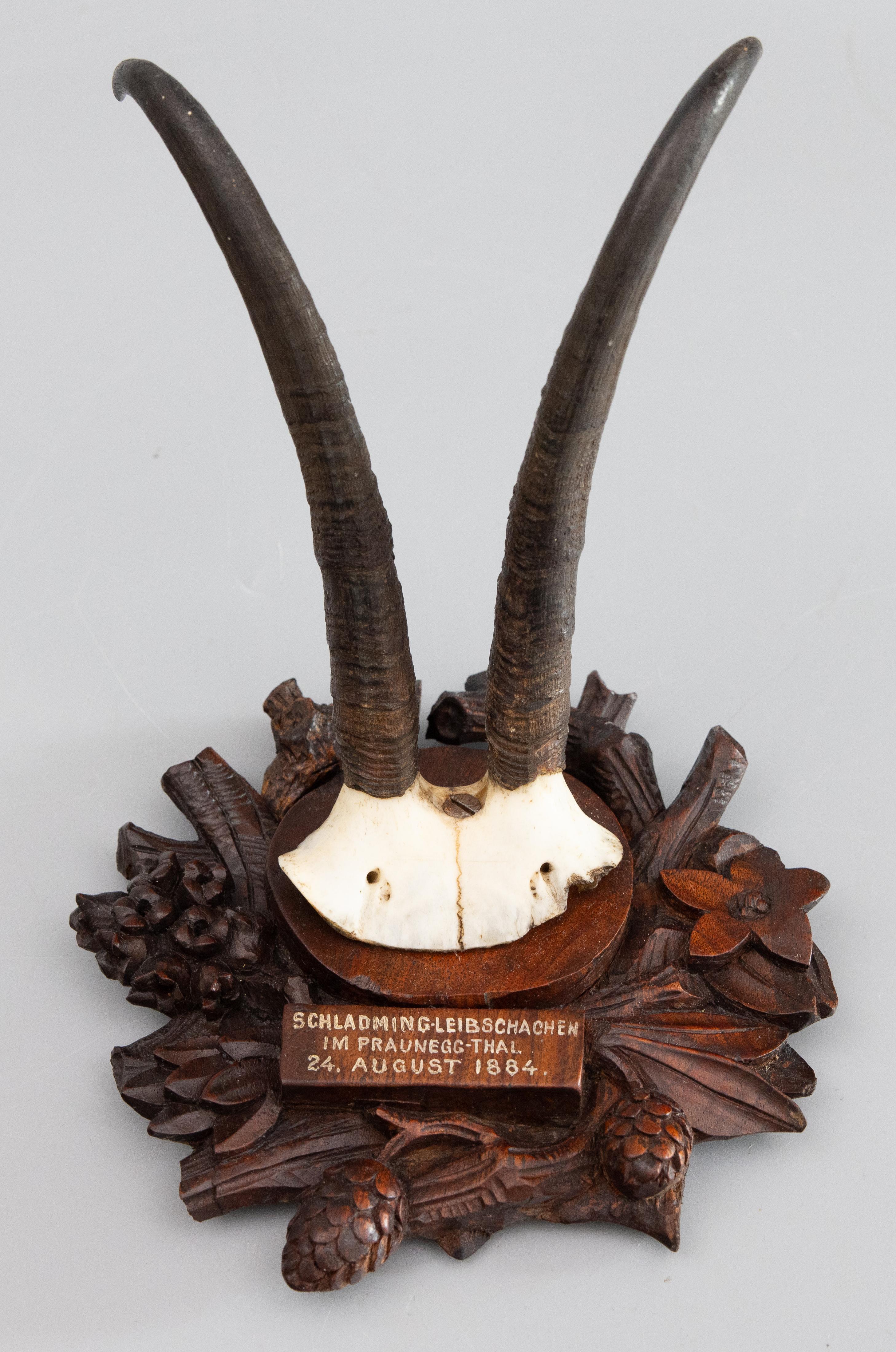 German Antique Black Forest Chamois Horns Hunting Trophy Mount 1884