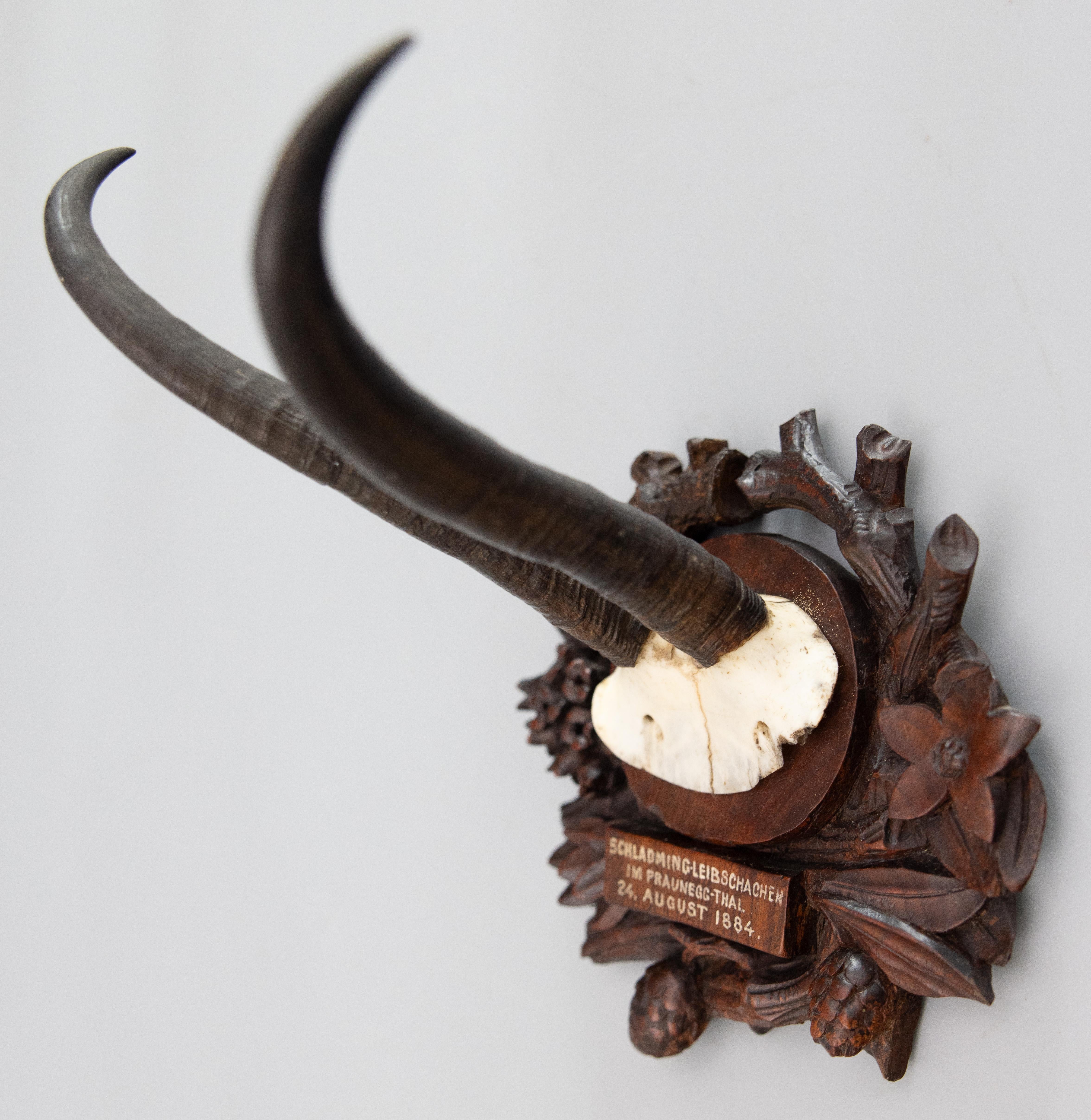 Antike Schwarzwälder Chamois-horn- Jagdtrophäe-Montierung 1884 im Zustand „Gut“ im Angebot in Pearland, TX