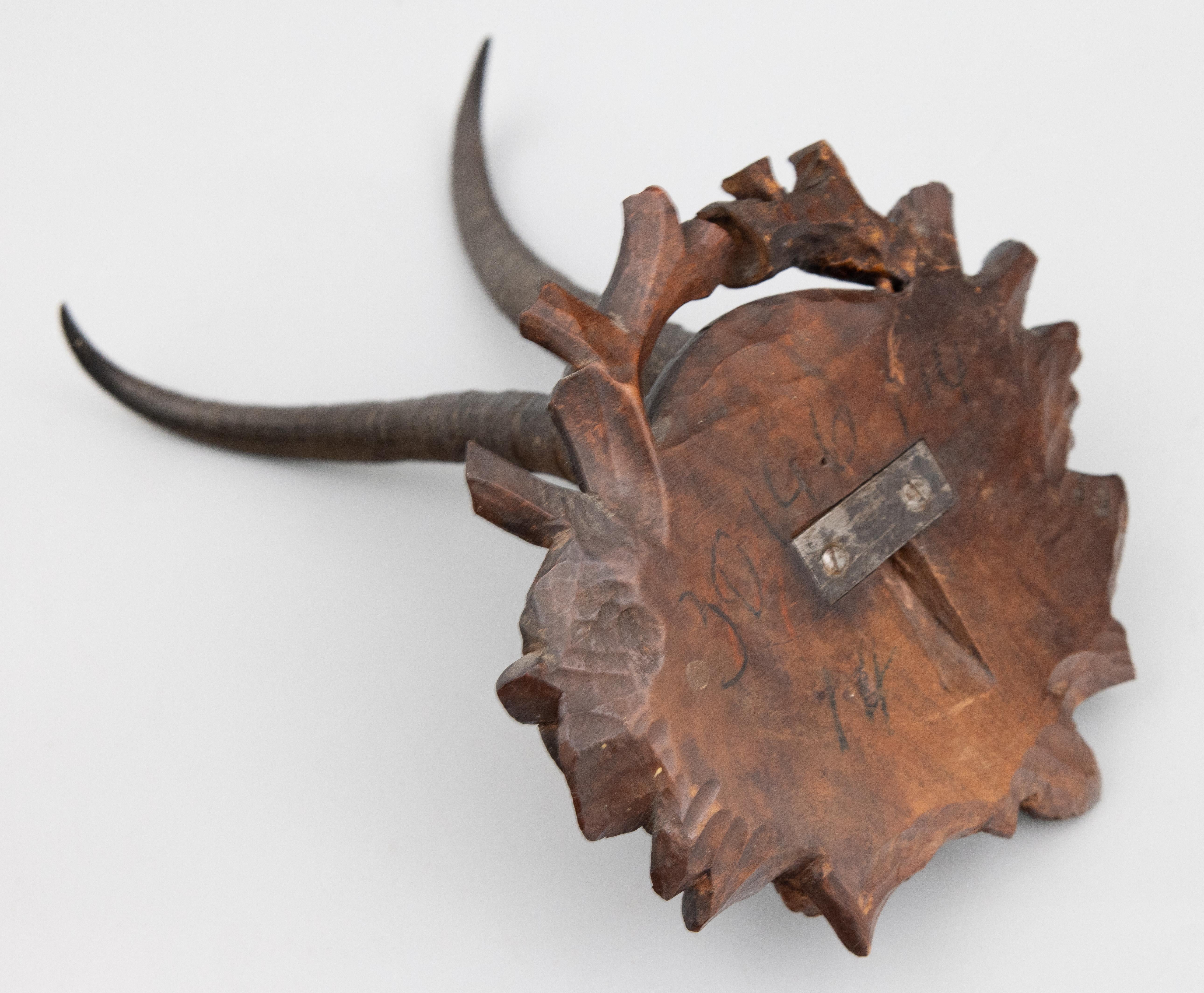 Antike Schwarzwälder Chamois-horn- Jagdtrophäe-Montierung 1884 (Horn) im Angebot