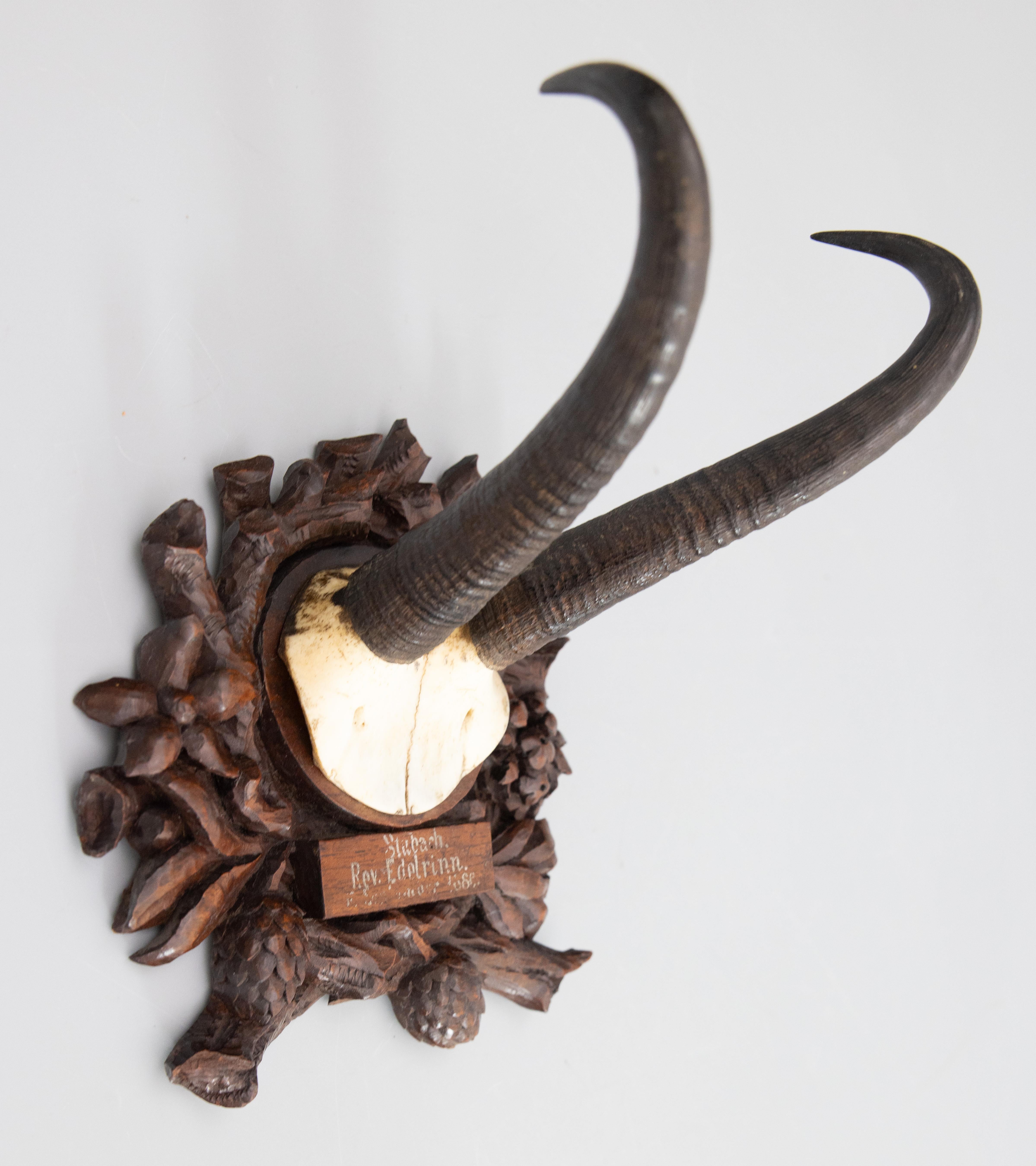A fine antique chamois antler horns hunting trophy on a hand carved Black Forest plaque, dated 1886. The plaque was found in an old hunting lodge in Germany and is hand carved with oak leaves, pine cones, flowers, and branches. It's perfect for a