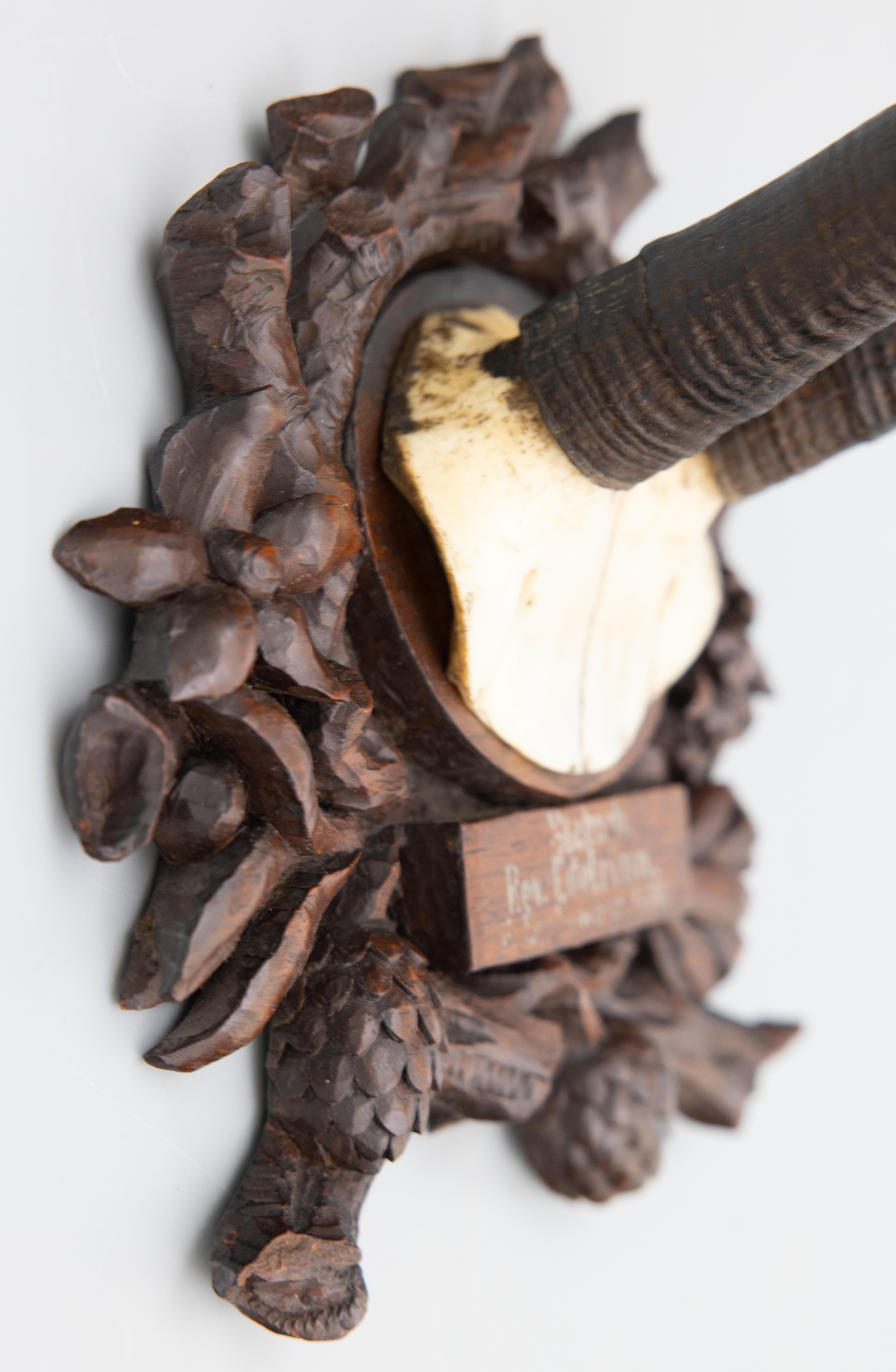 Allemand Antique trophée de chasse en cornes de la Forêt-Noire de Chamois monté en 1886 en vente