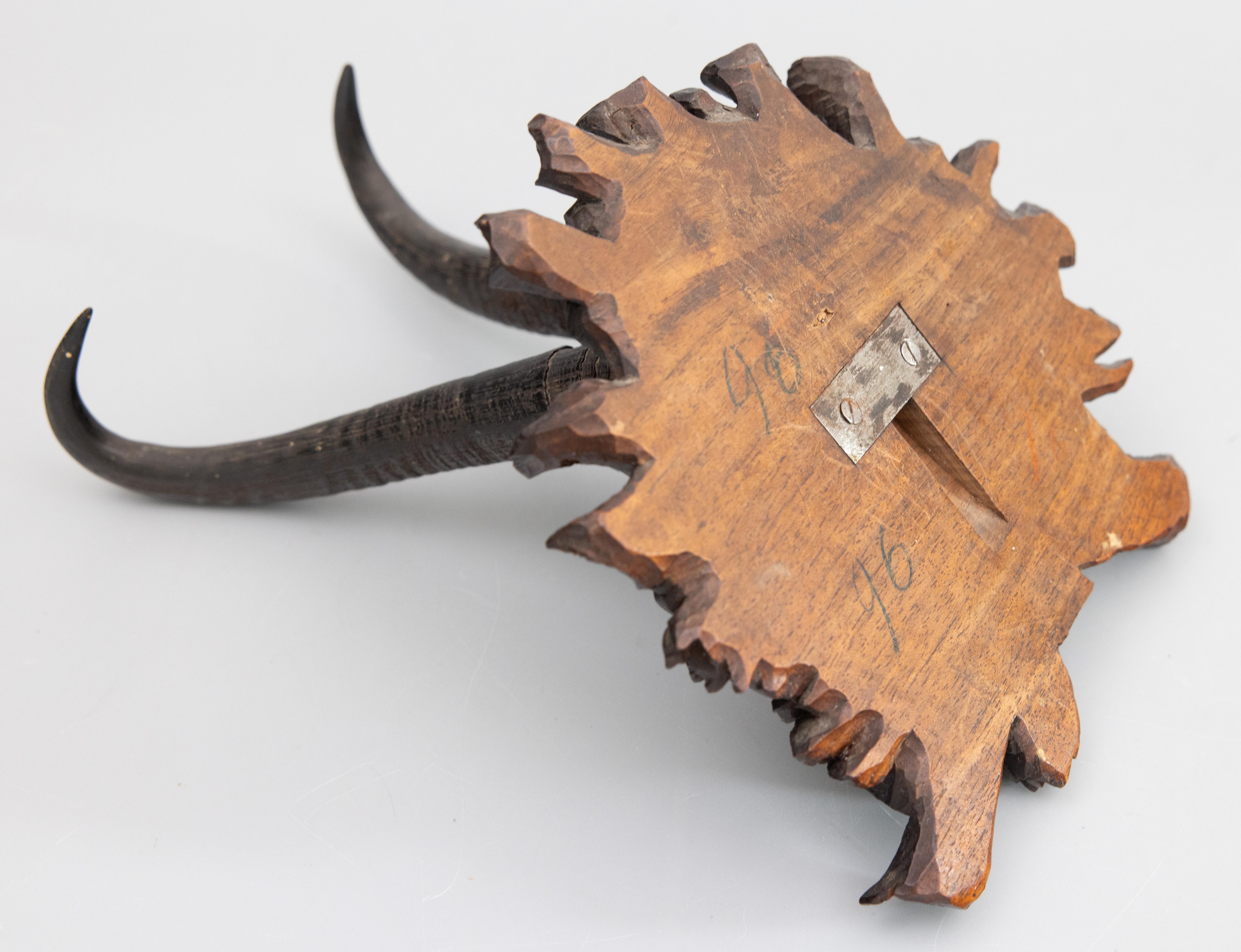 Antique Black Forest Chamois Horns Hunting Trophy Mount 1886 For Sale 1
