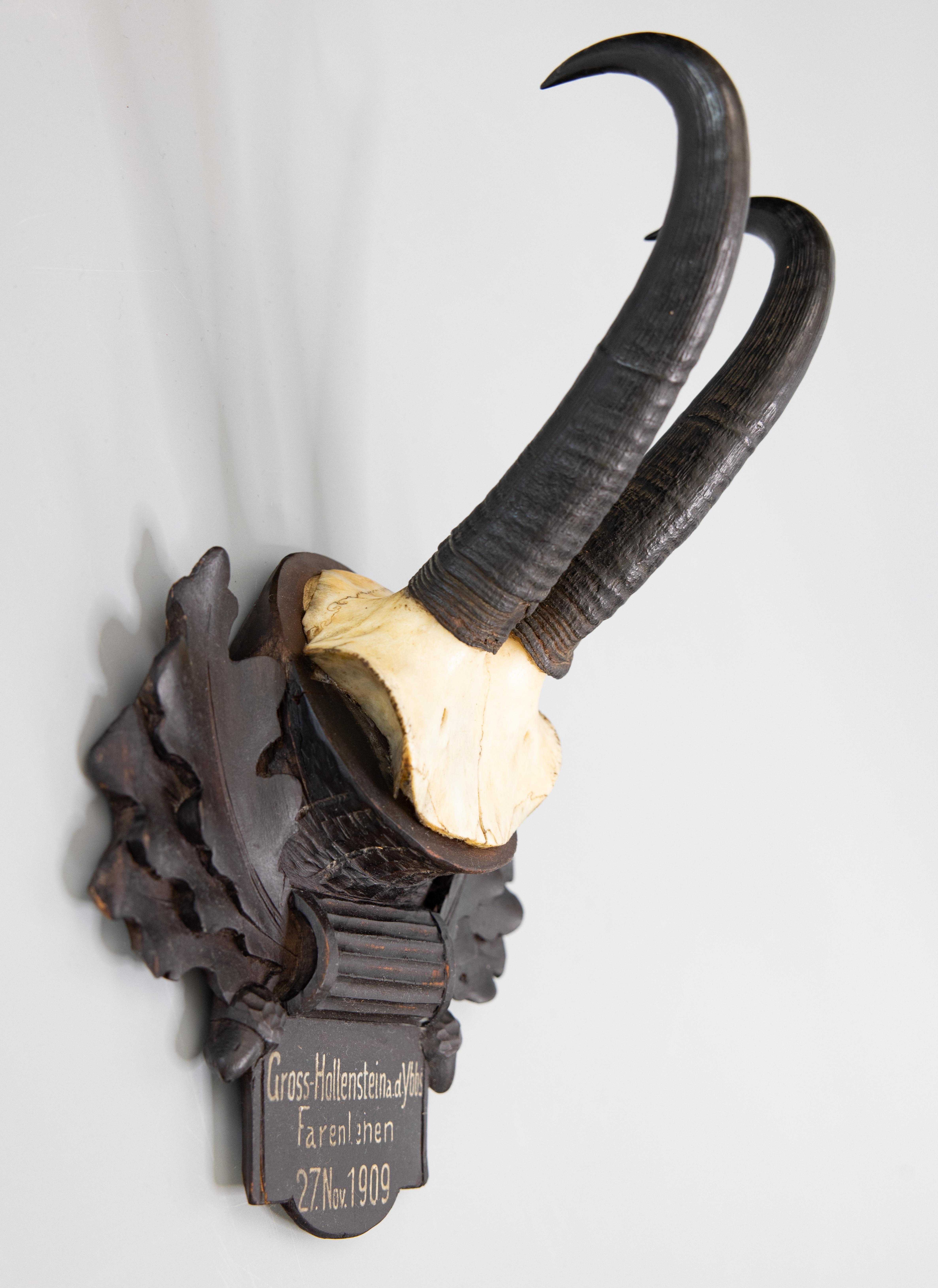 A fine antique chamois antler horns hunting trophy on a hand carved black forest plaque. The plaque is hand carved with oak leaves and acorns and dated Nov. 27, 1909. It's perfect for a study and would make a great gift for Dad! These look fabulous