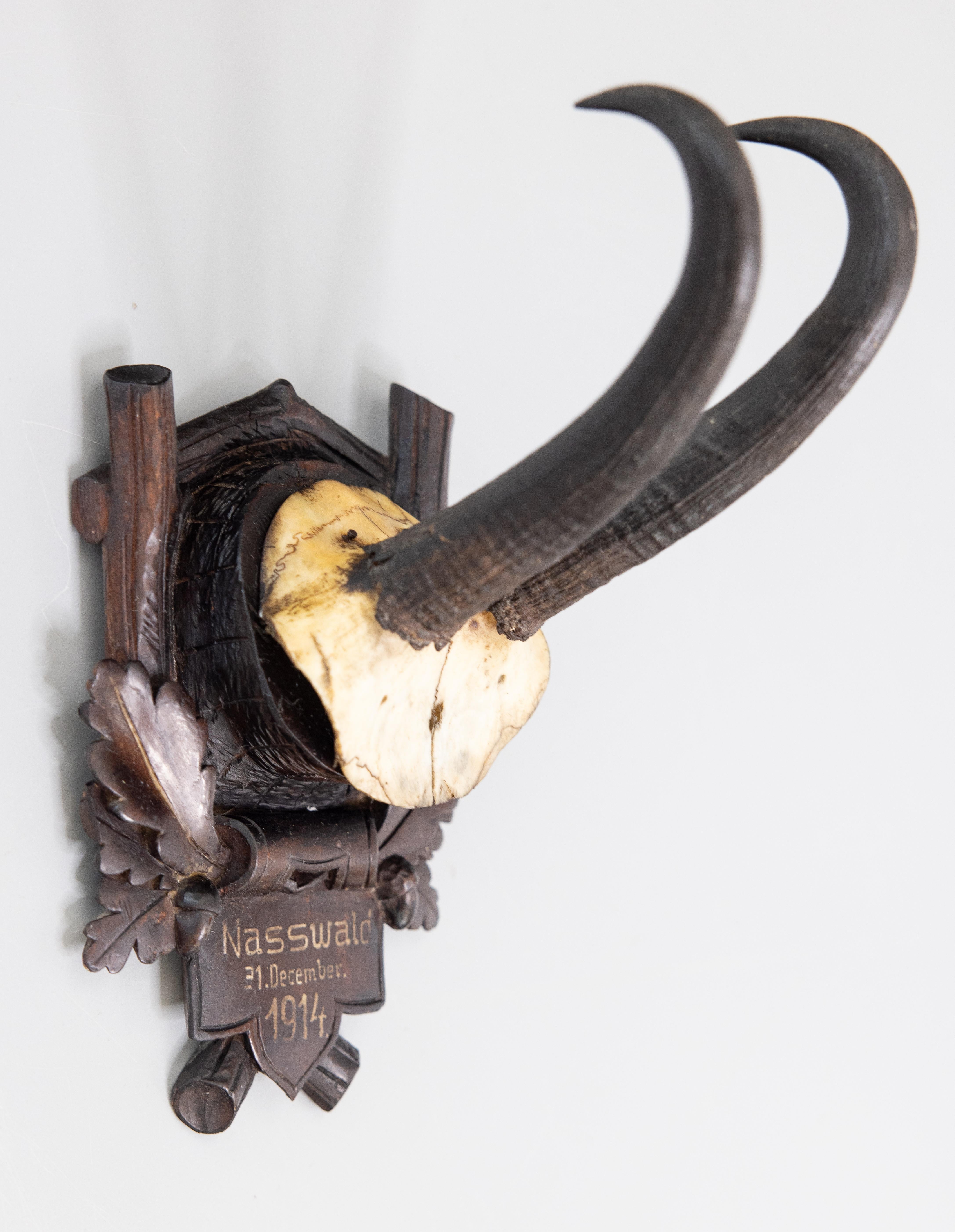 A fine antique chamois antler horns hunting trophy on a hand carved black forest plaque, dated December 21, 1914. The plaque is hand carved with oak leaves and acorns and was found in an old hunting lodge in Germany. It's perfect for a study and