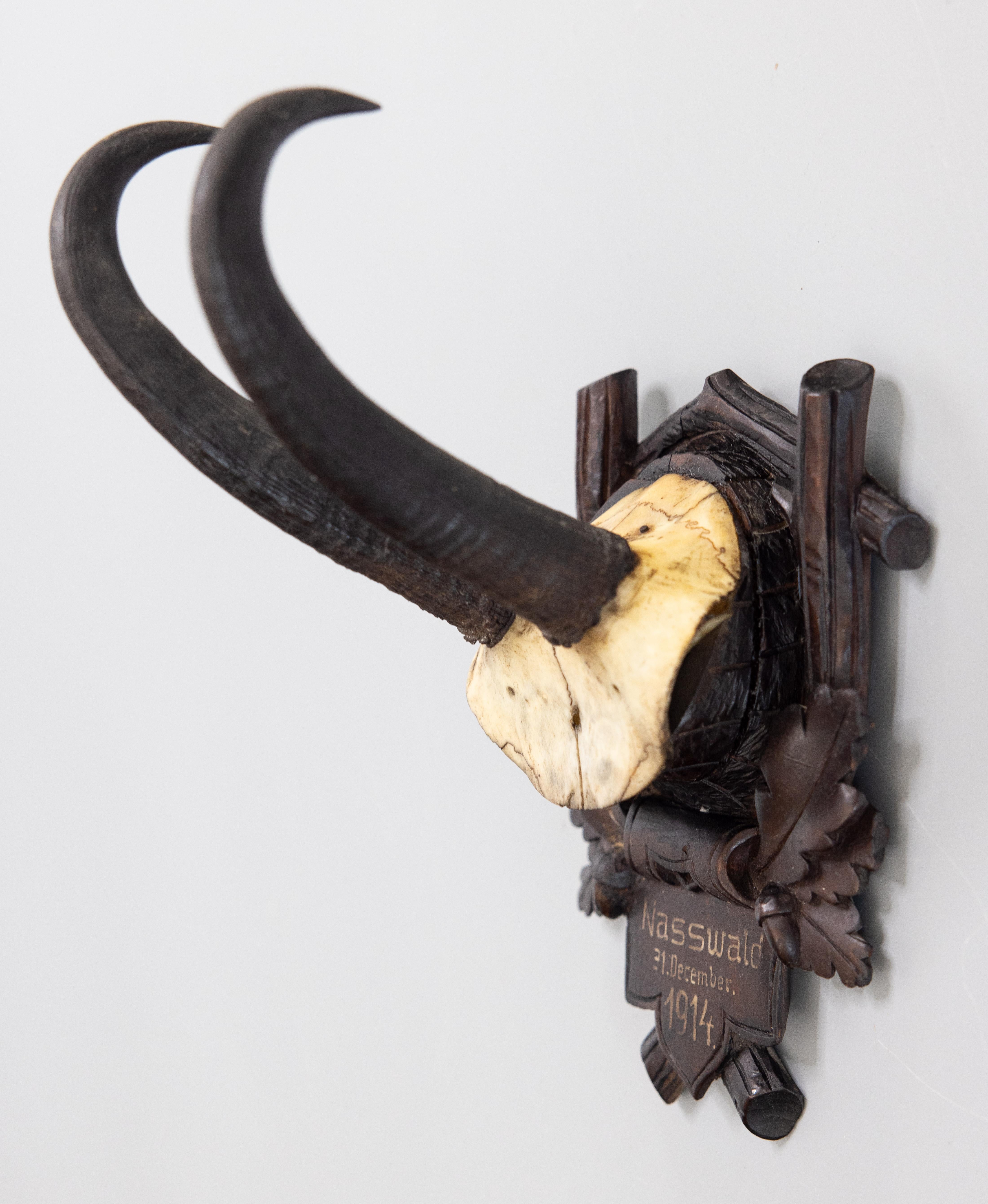 German Antique Black Forest Chamois Horns Hunting Trophy Mount 1914