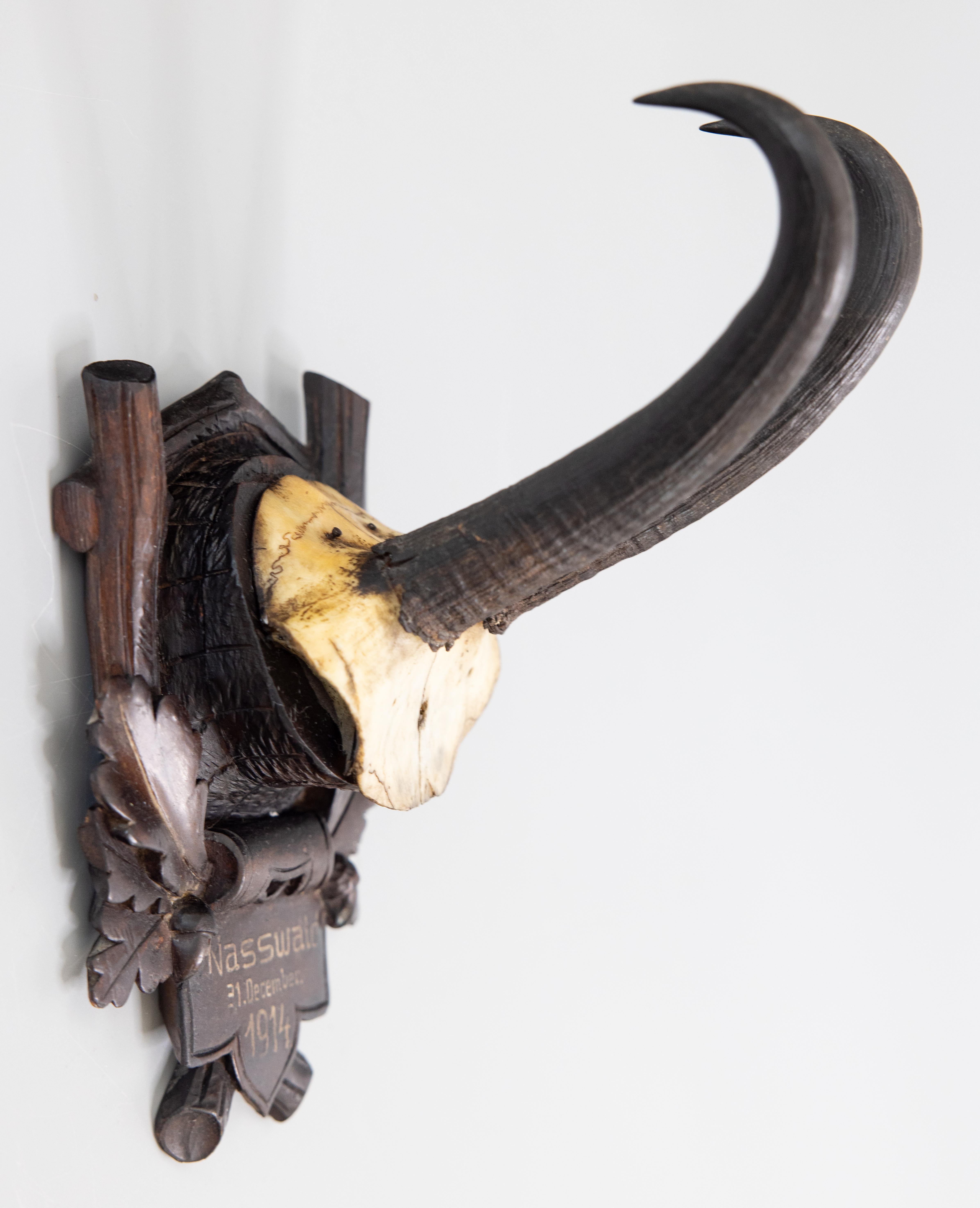 Antique Black Forest Chamois Horns Hunting Trophy Mount 1914 In Good Condition In Pearland, TX