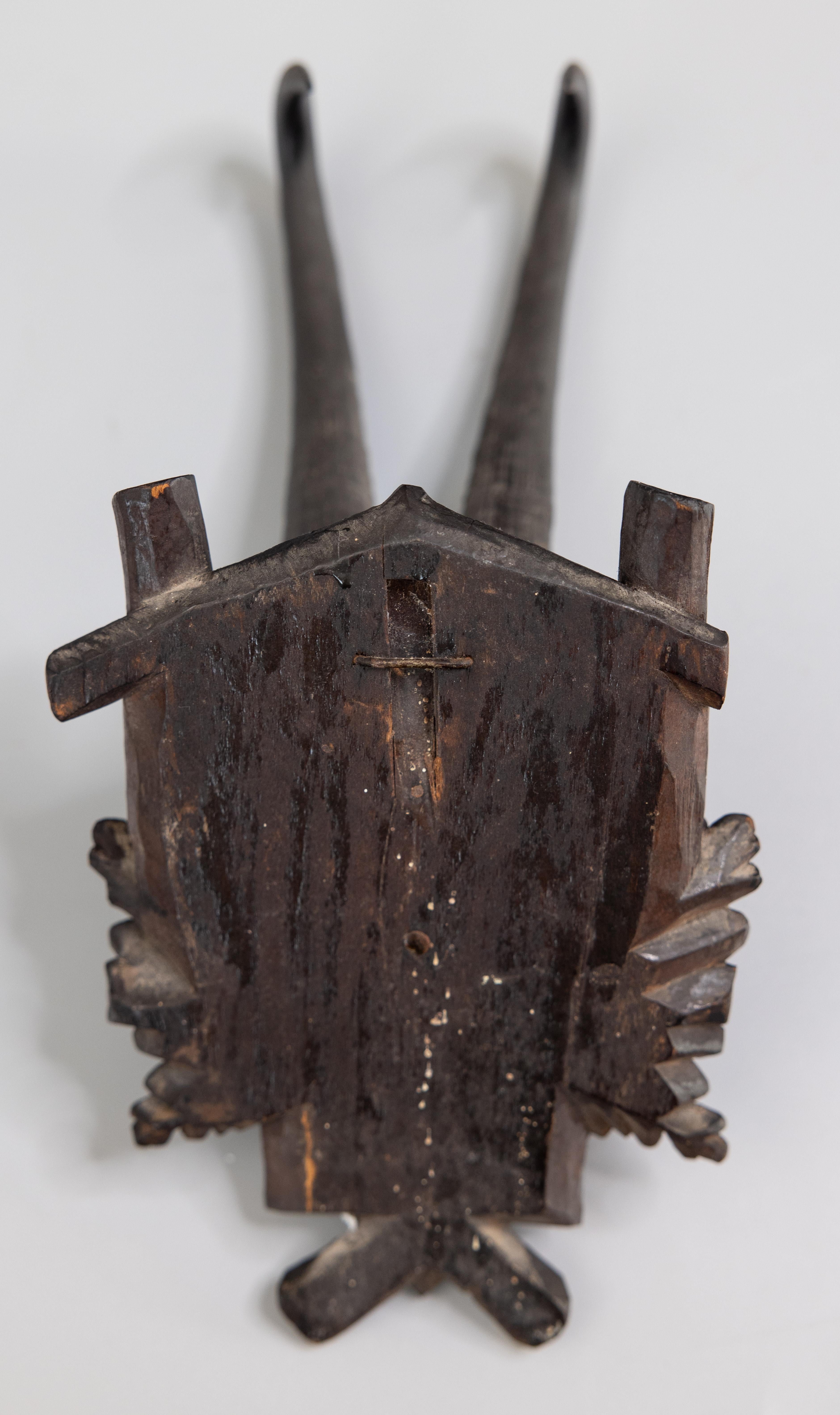 Antique Black Forest Chamois Horns Hunting Trophy Mount 1914 1