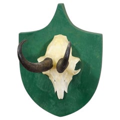 Trofeo antiguo de gamuza de la Selva Negra sobre placa verde - Salem, Alemania, 1900